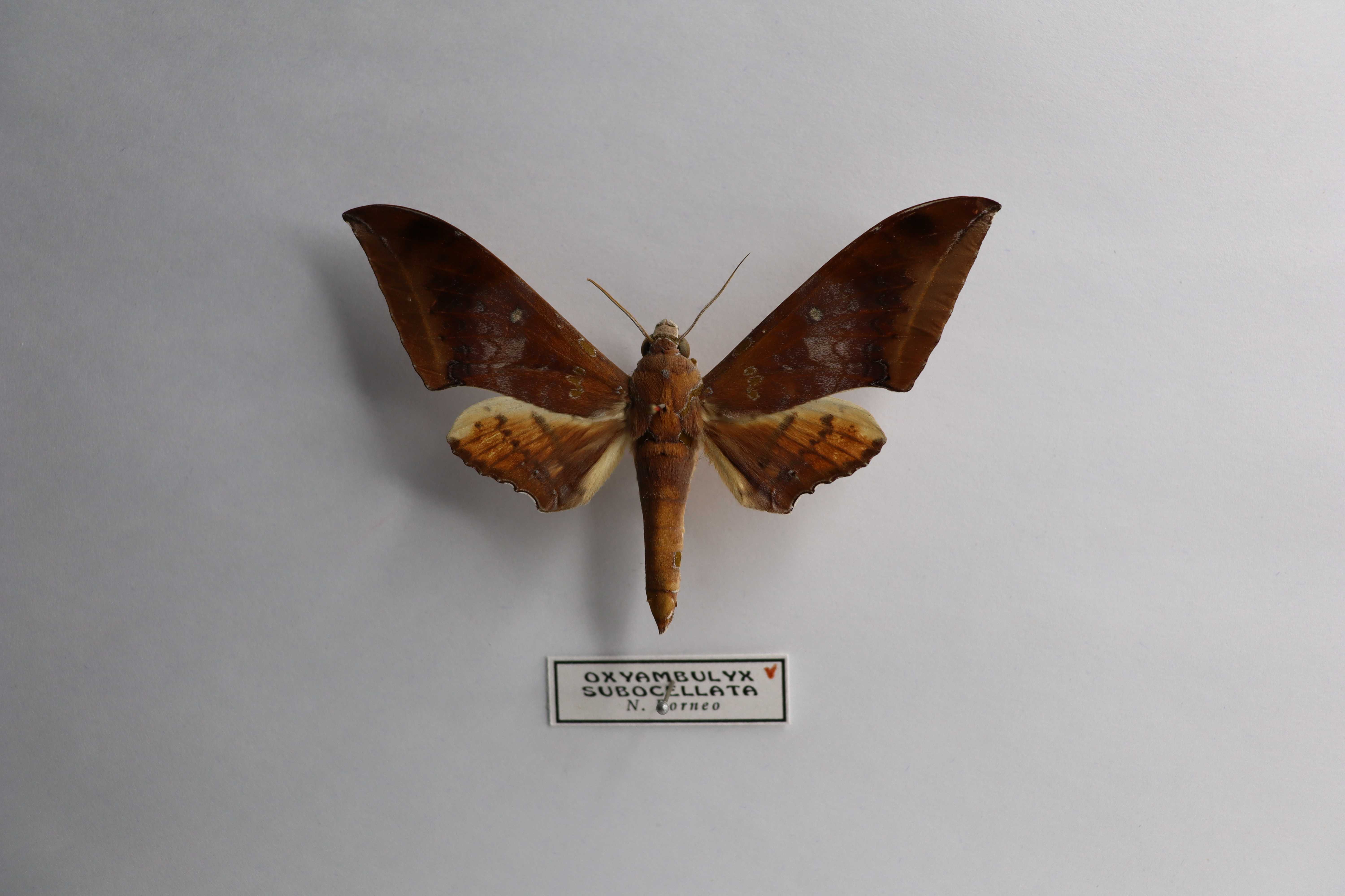 Oxyambulyx subocellata