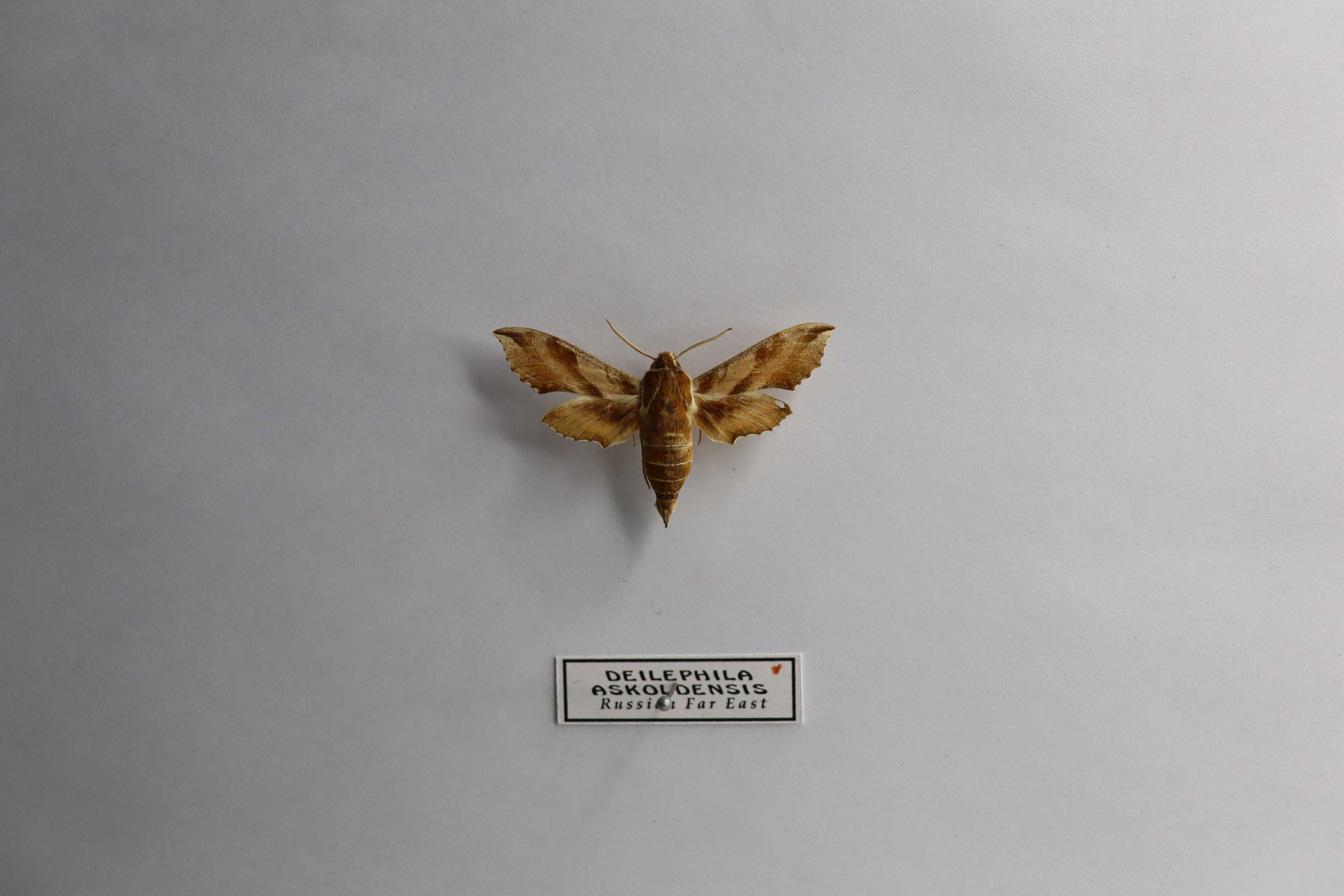Deilephila askoldensis