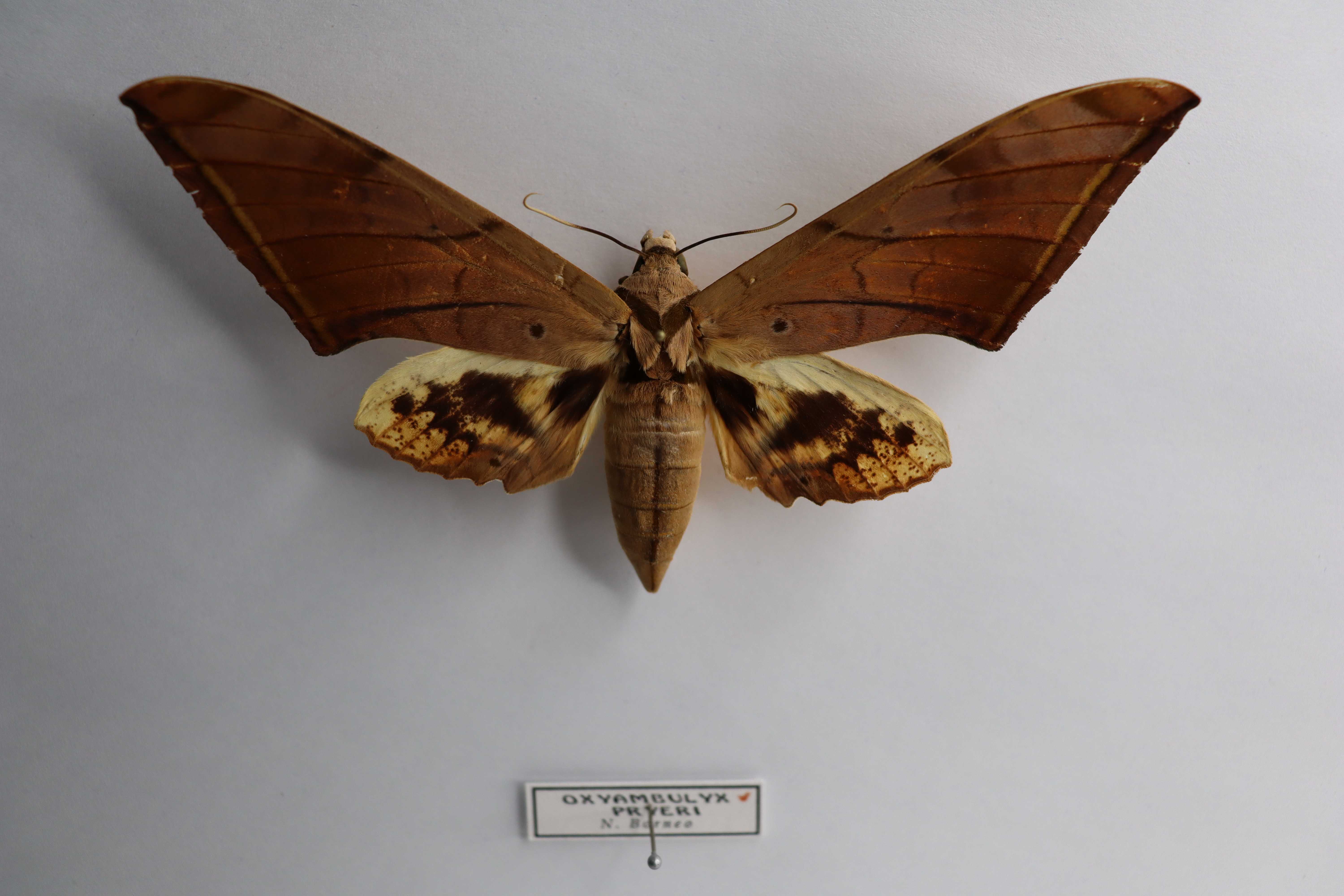 Oxyambulyx pryeri