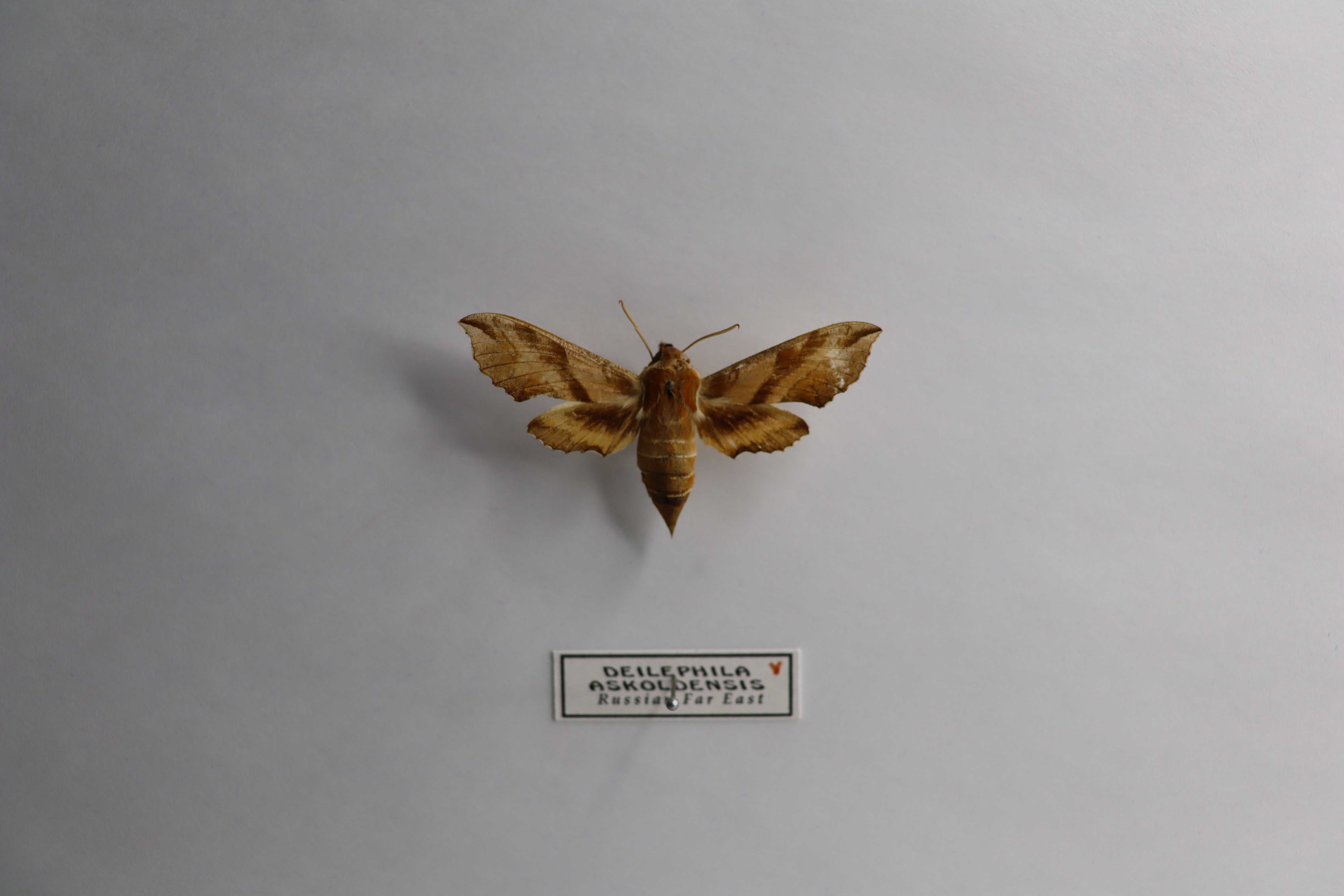 Deilephila askoldensis