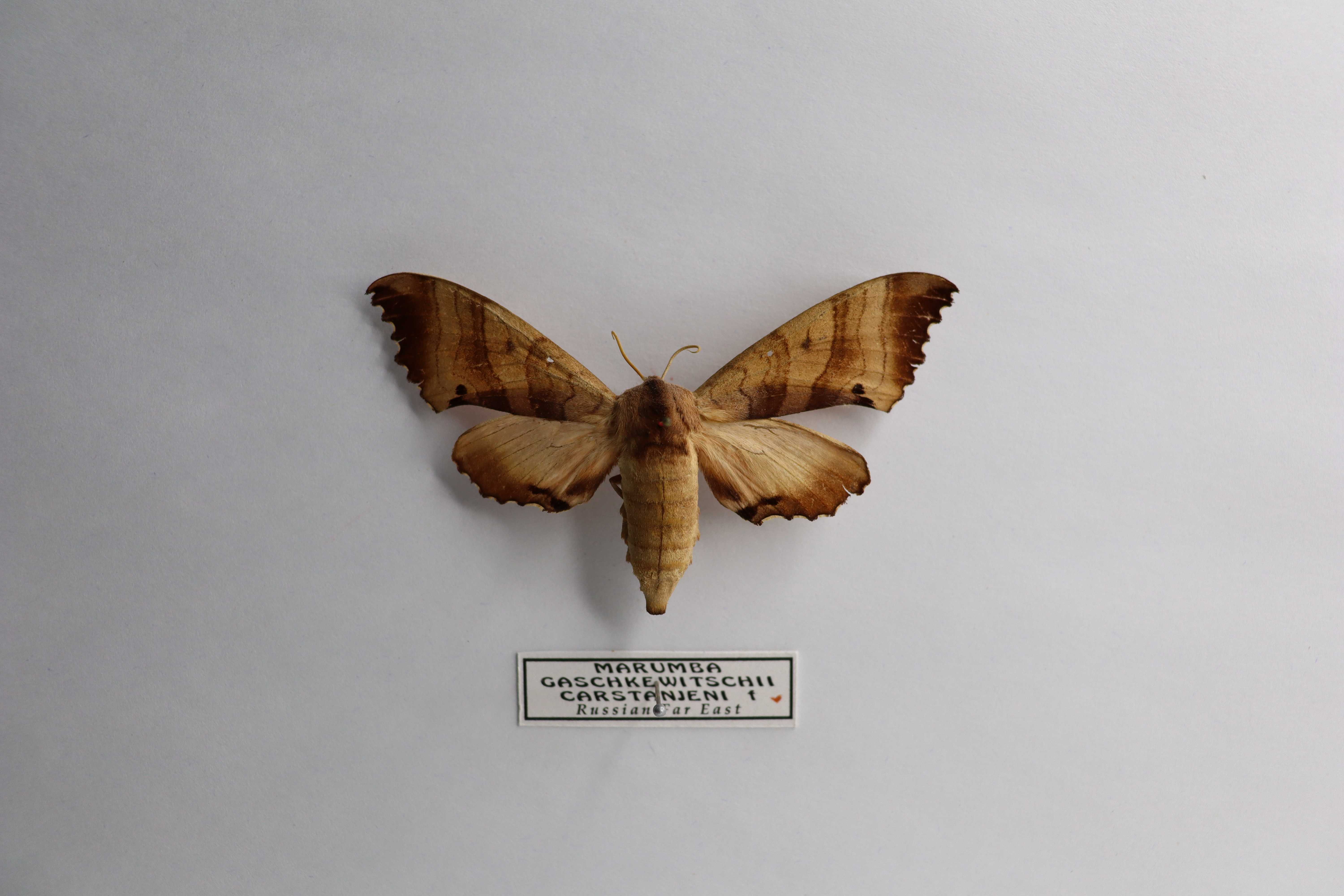 Marumba gaschkewitschii carstanjeni