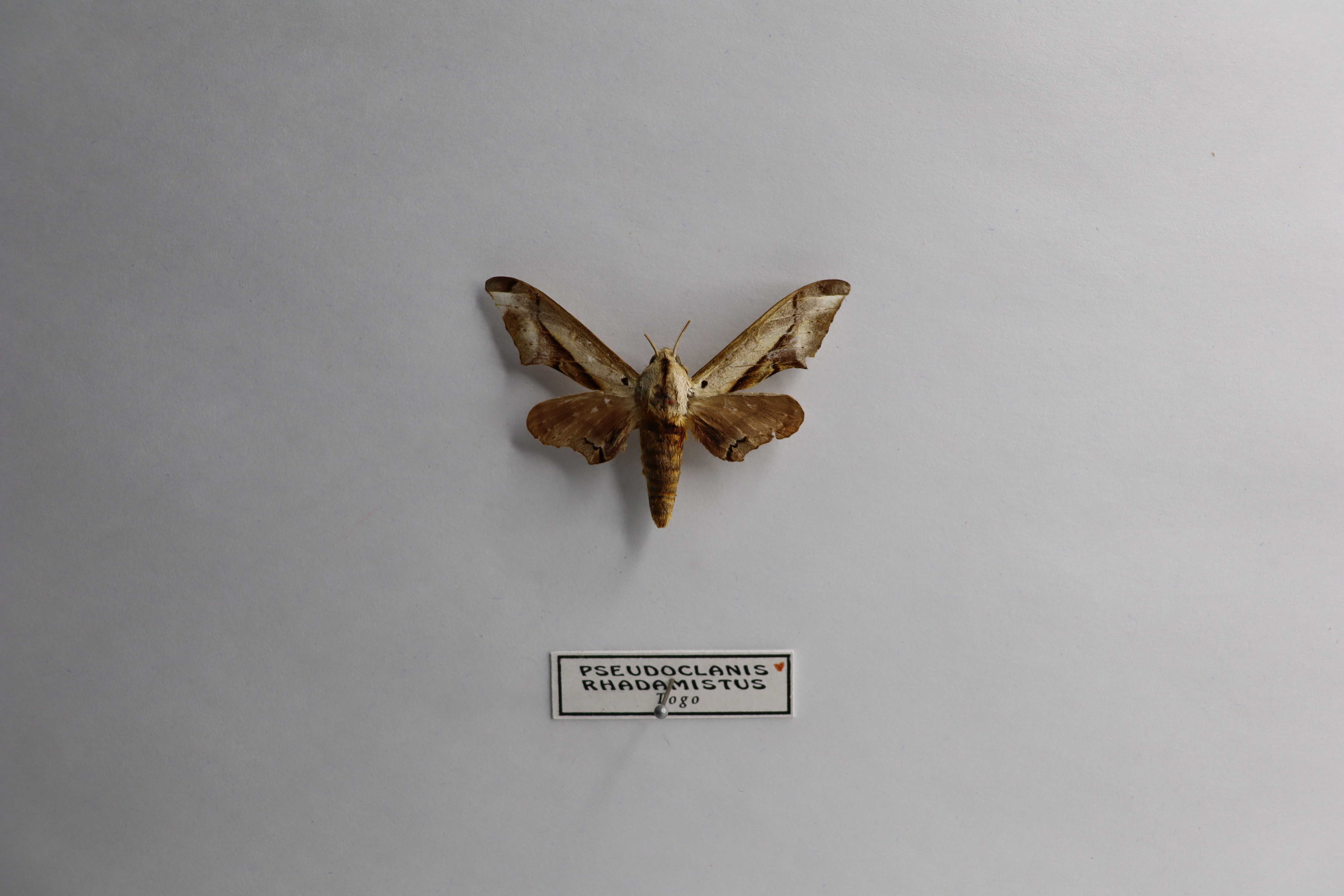 Pseudoclanis rhadamistus
