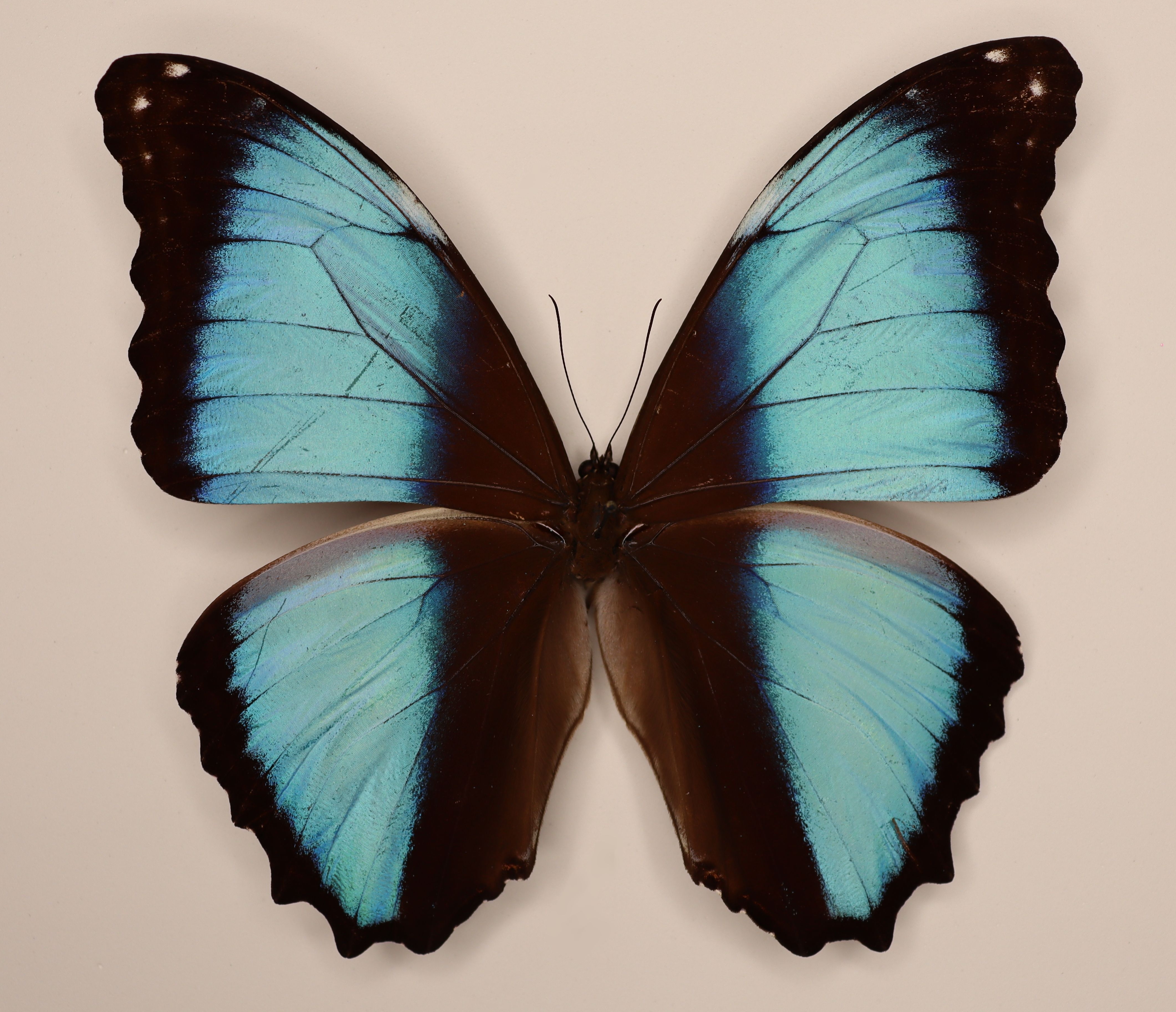 Morpho Deidamia Briseis Peru