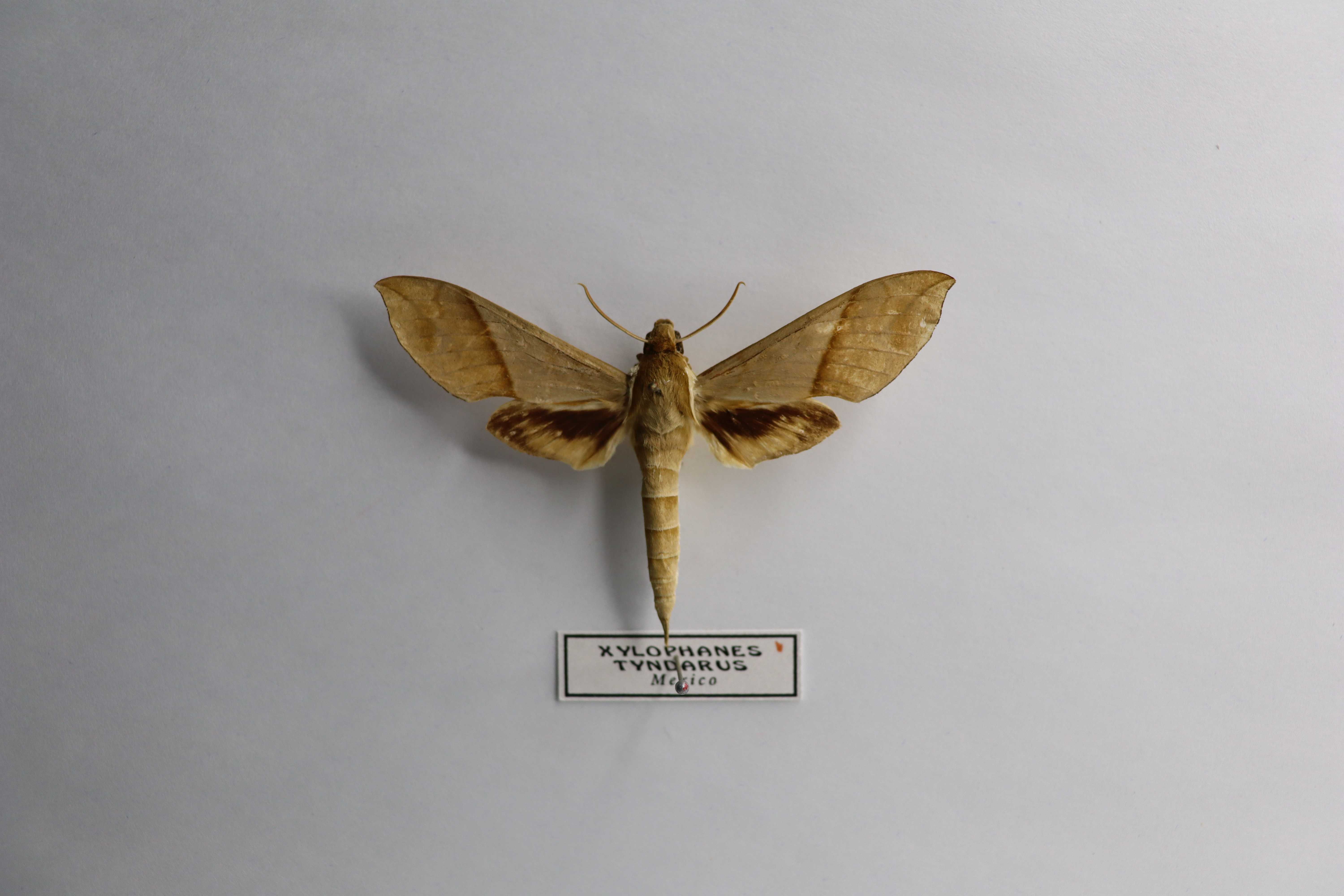Xylophanes tyndarus