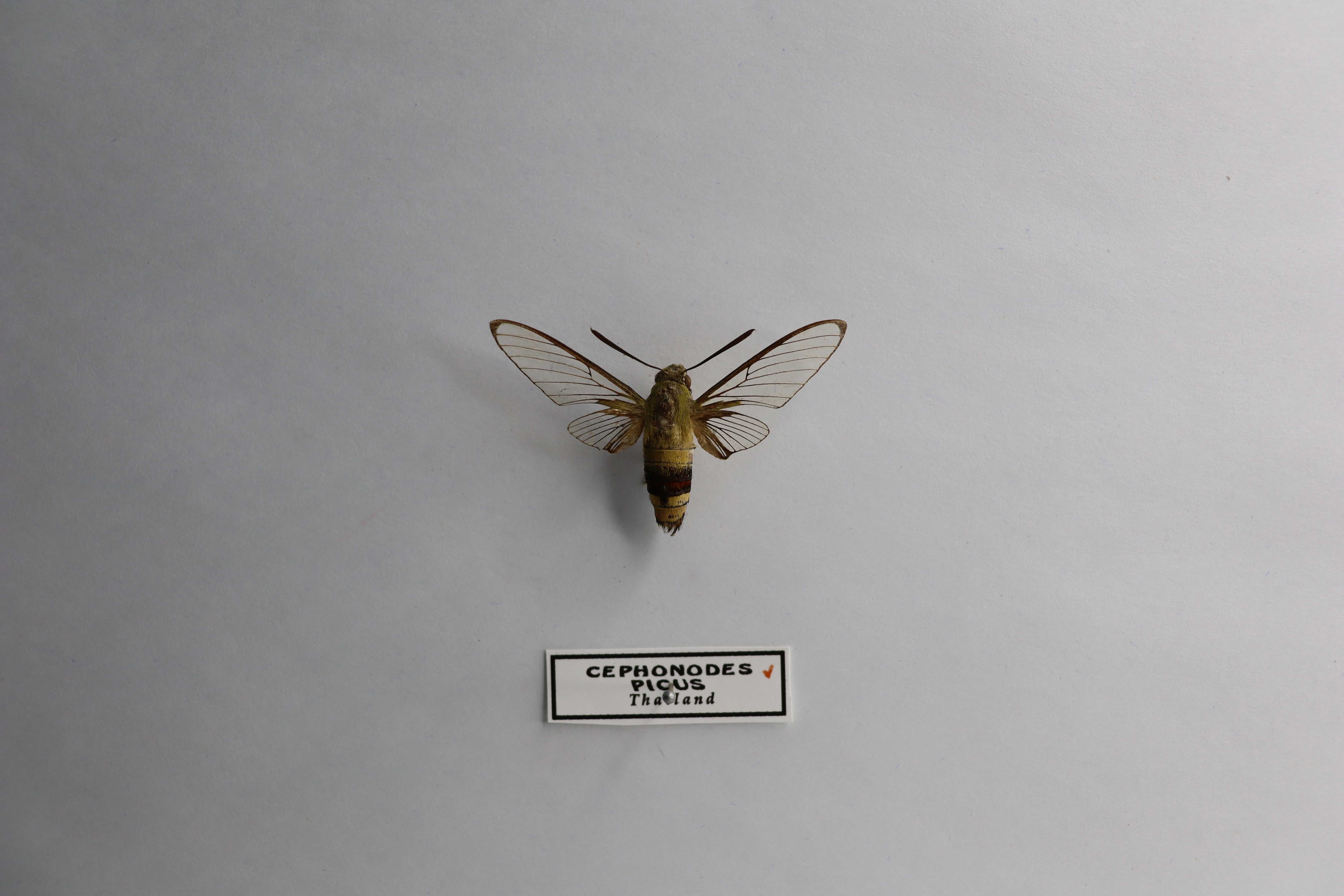 Cephonodes picus