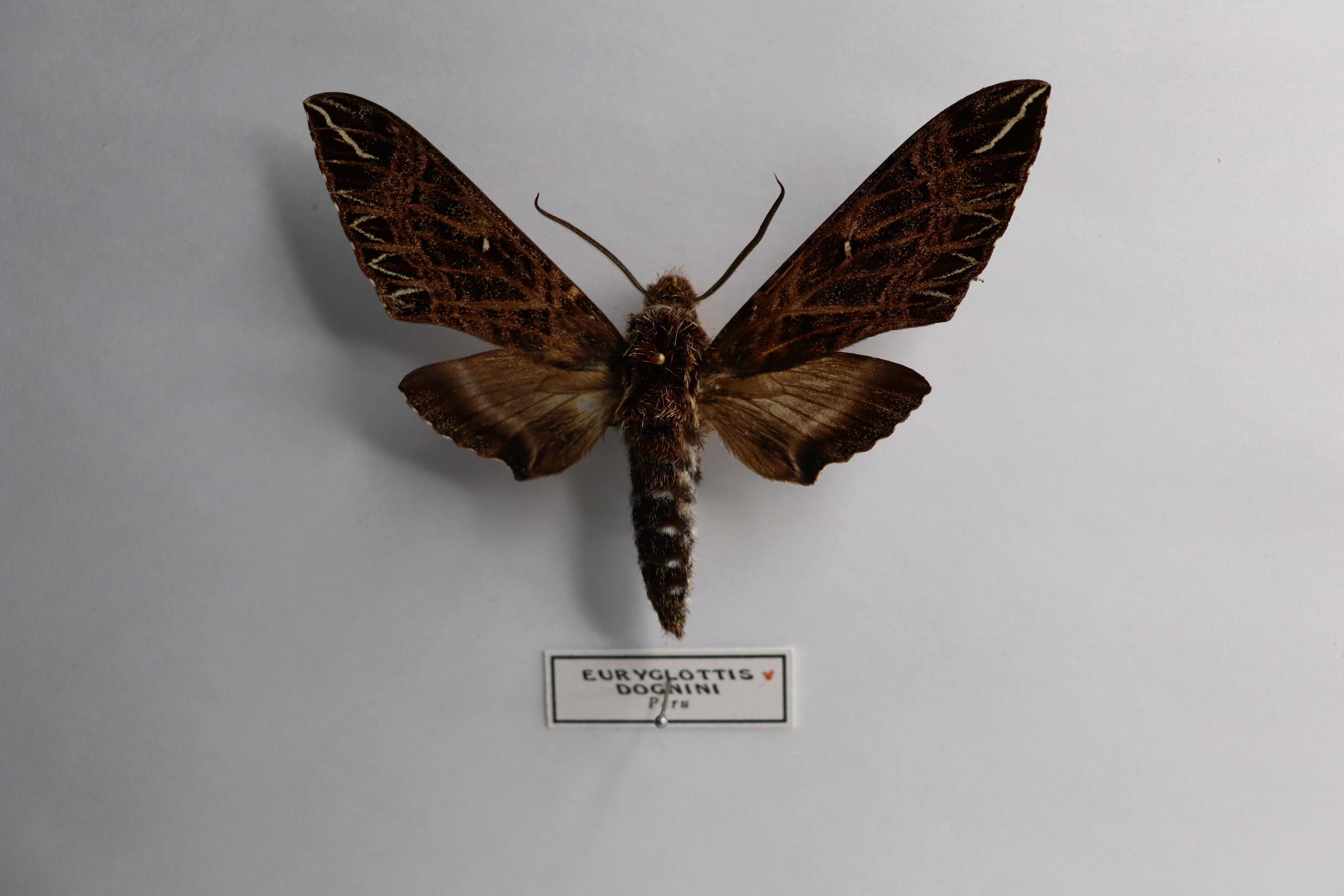 Euryglottis dognini