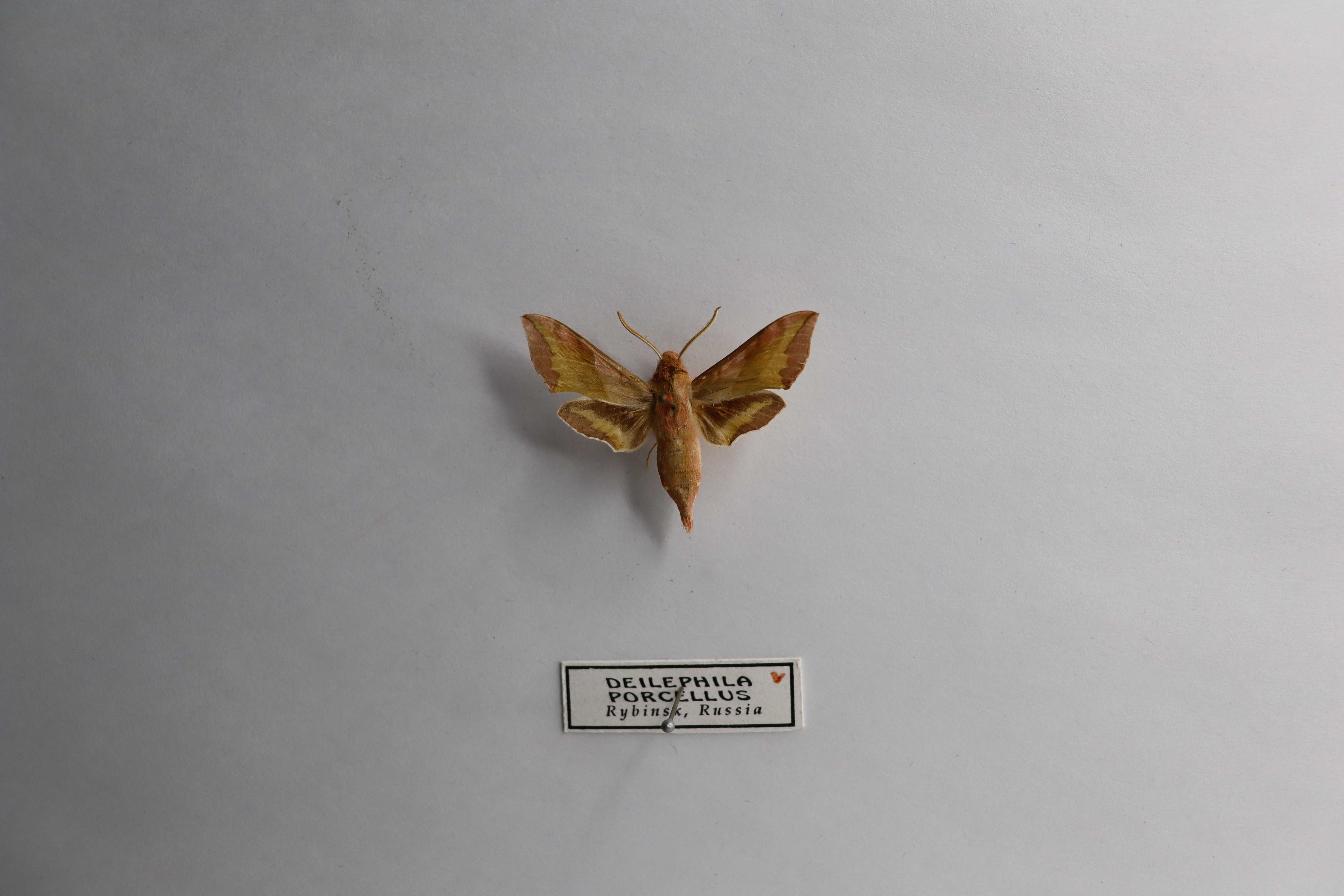 Deilephila porcellus
