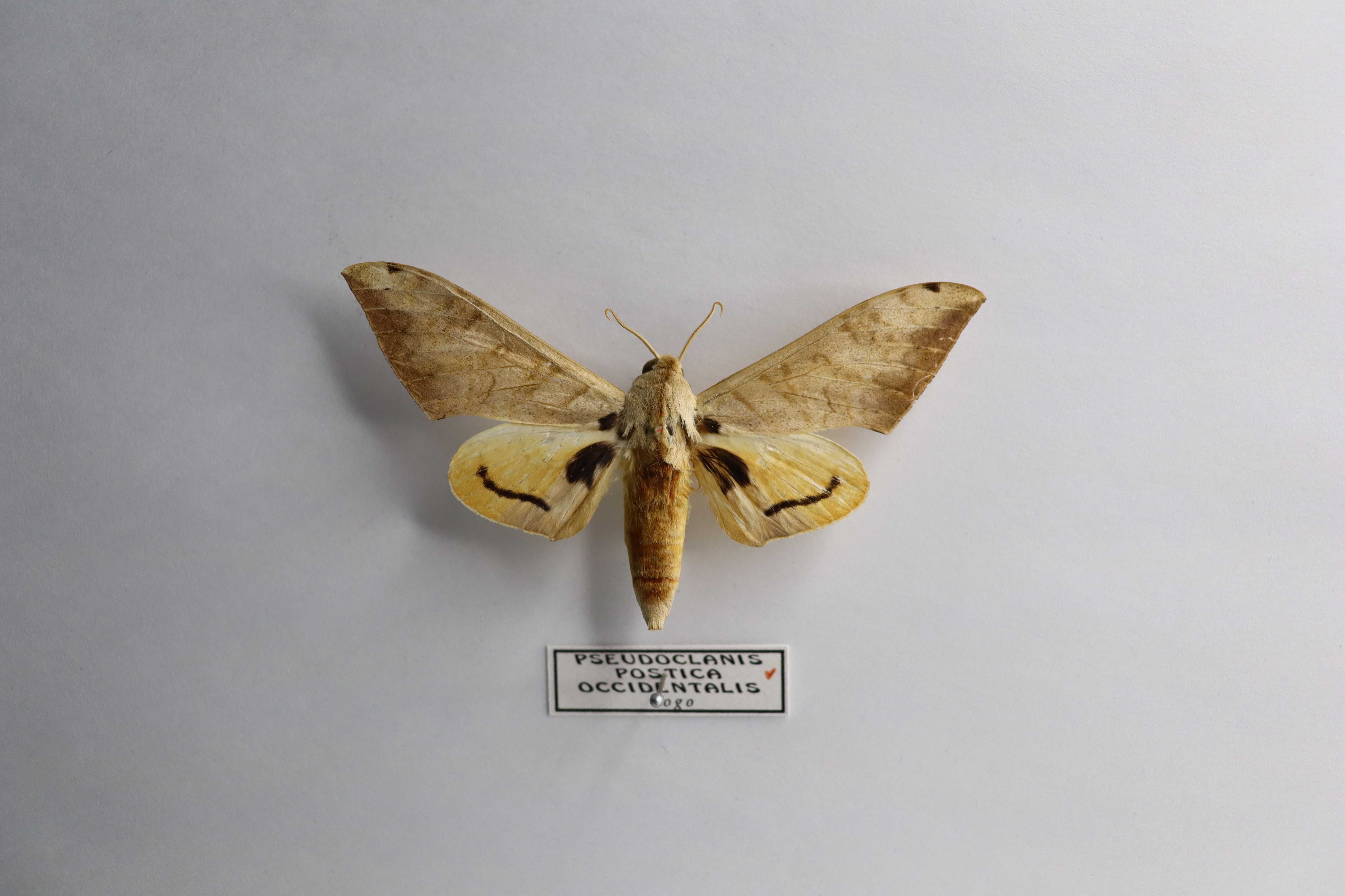 Pseudoclanis postica occidentalis