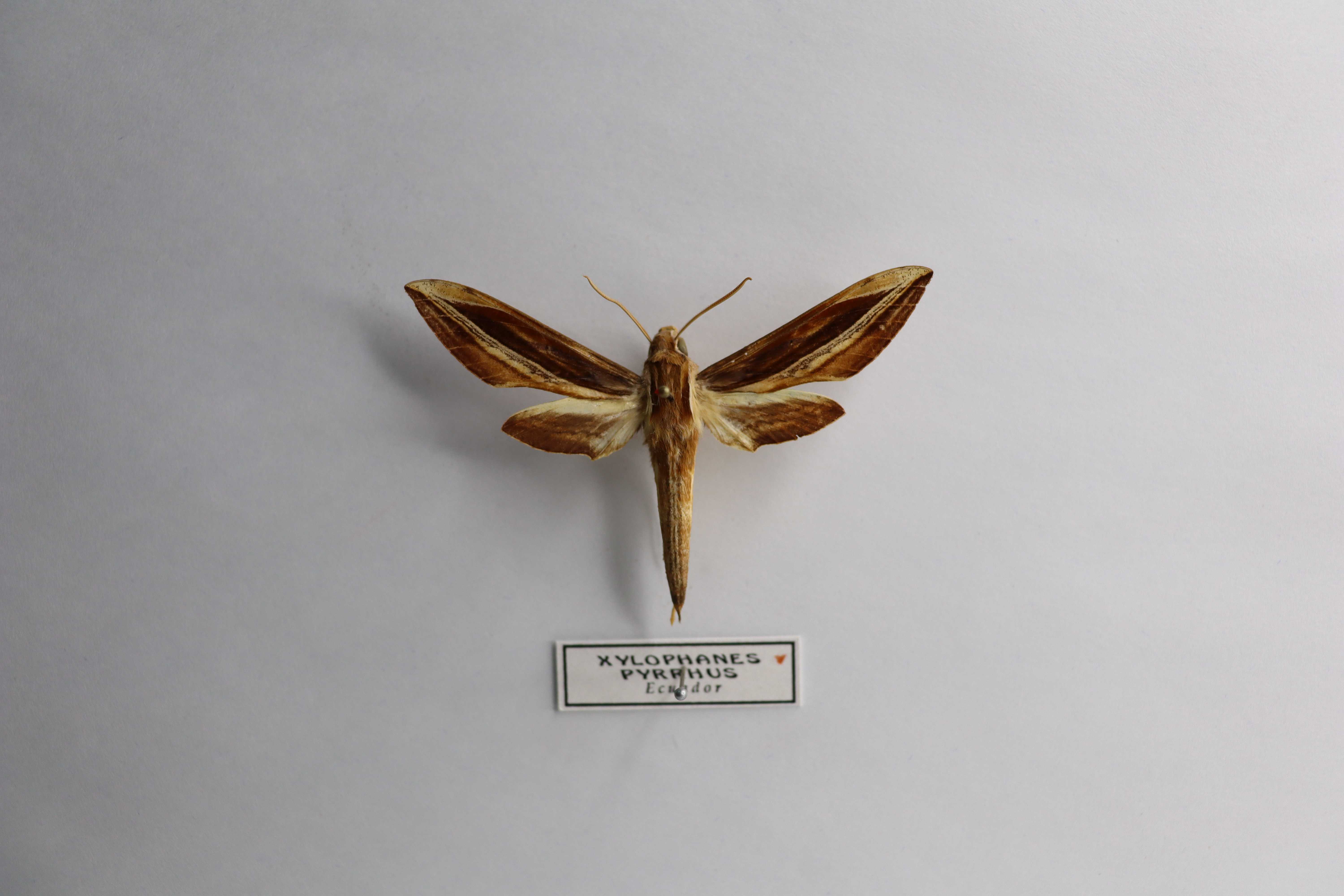 Xylophanes pyrrhus
