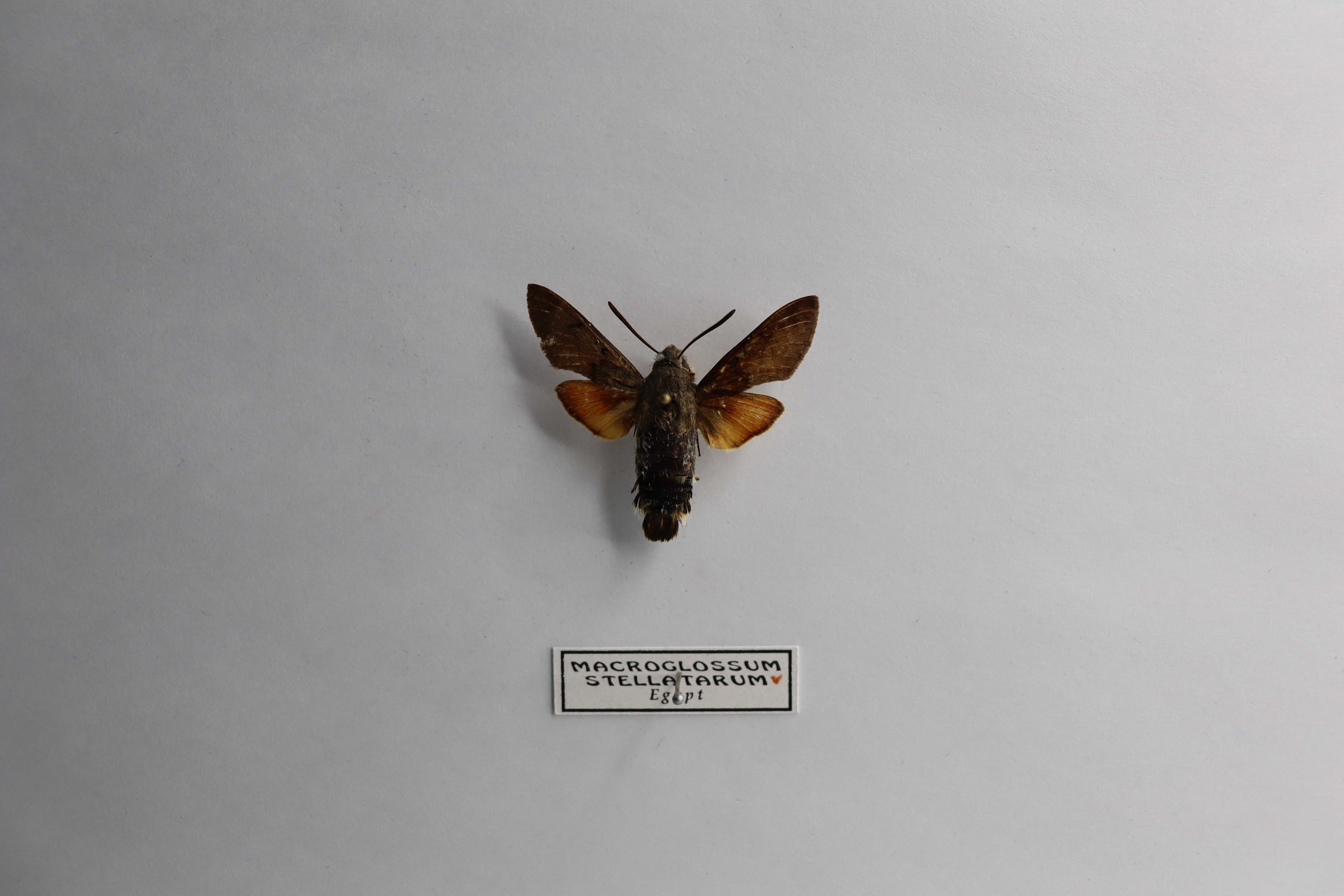 Macroglossum stellatarum