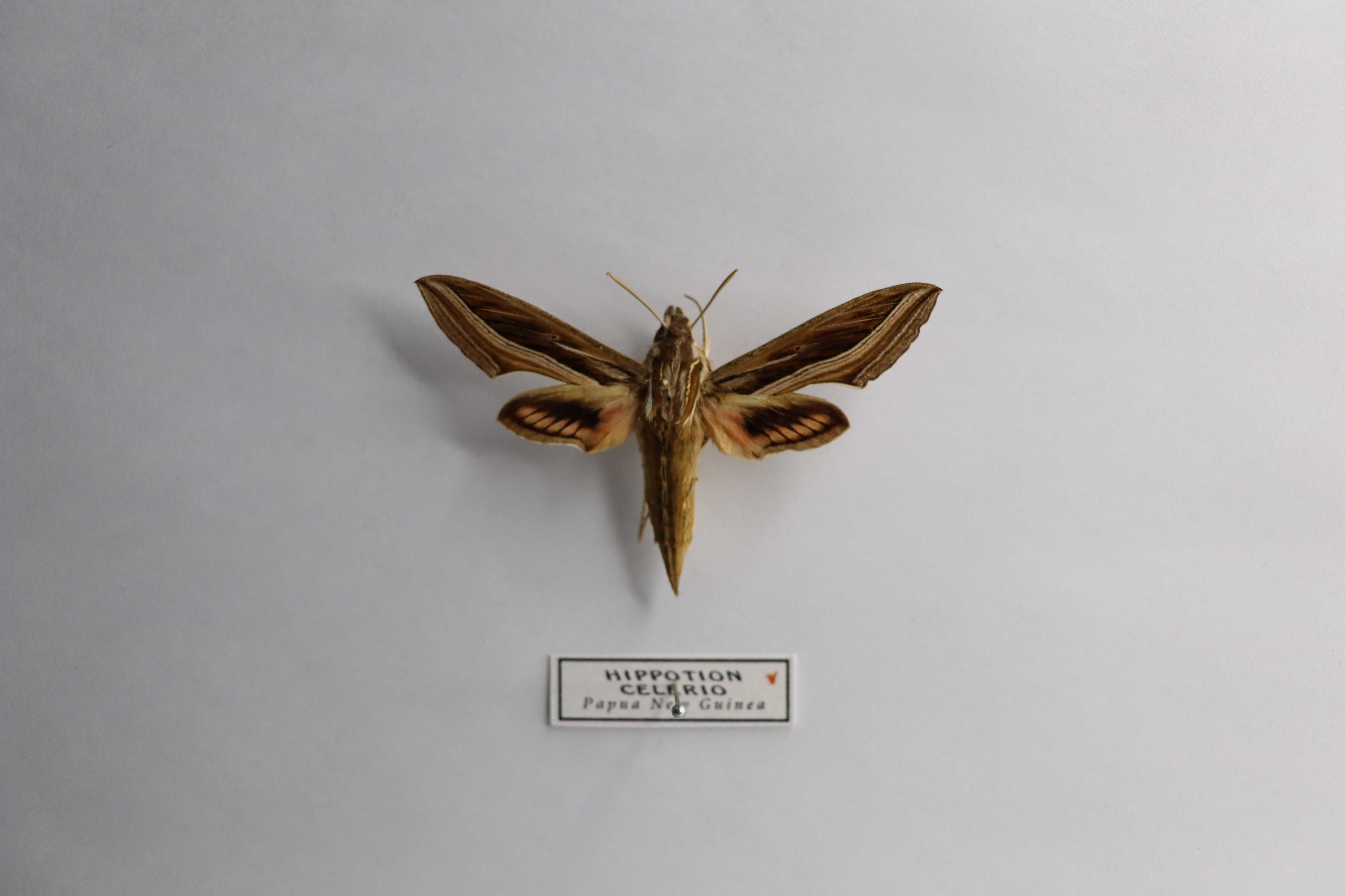 Hippotion celerio