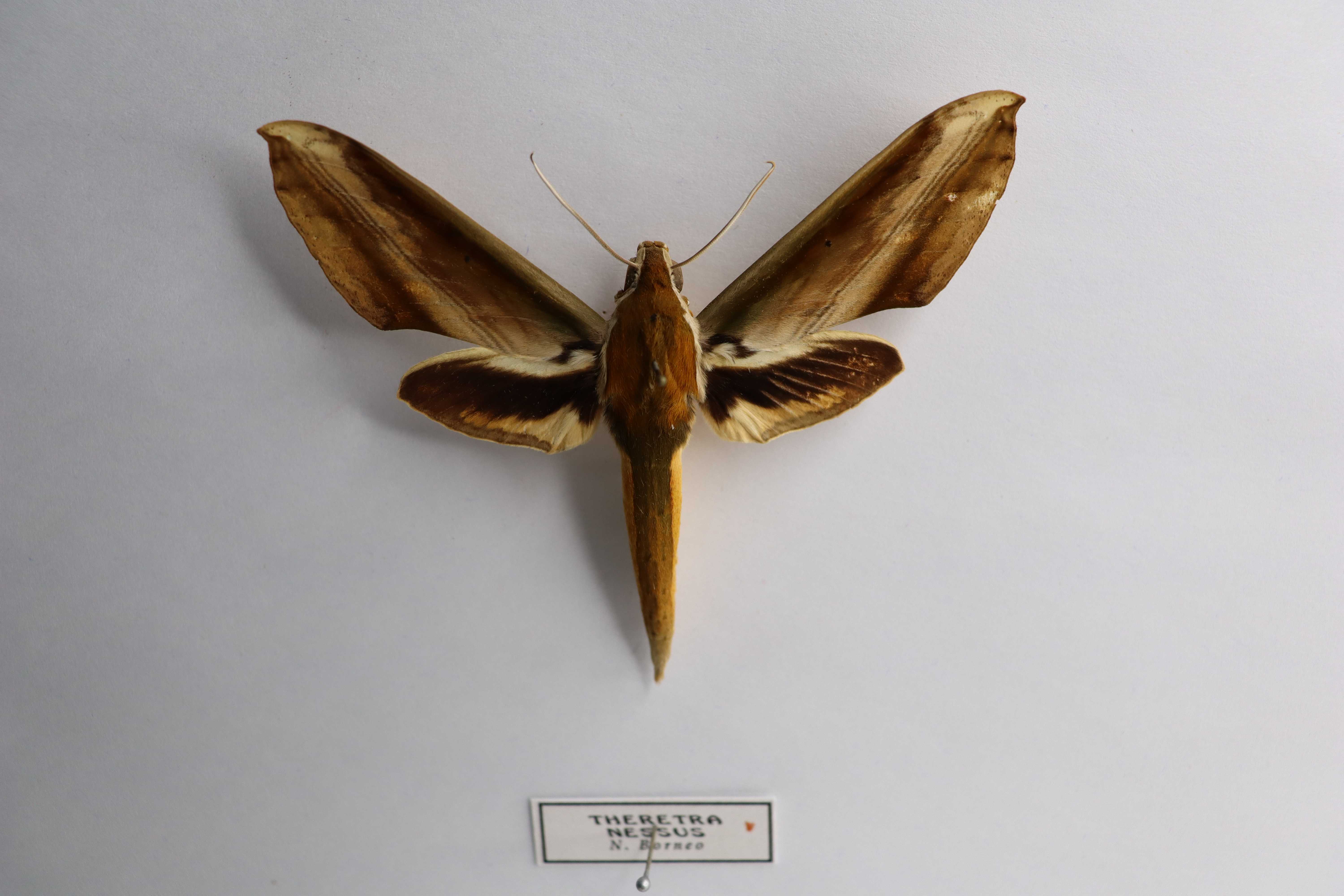 Theretra nessus