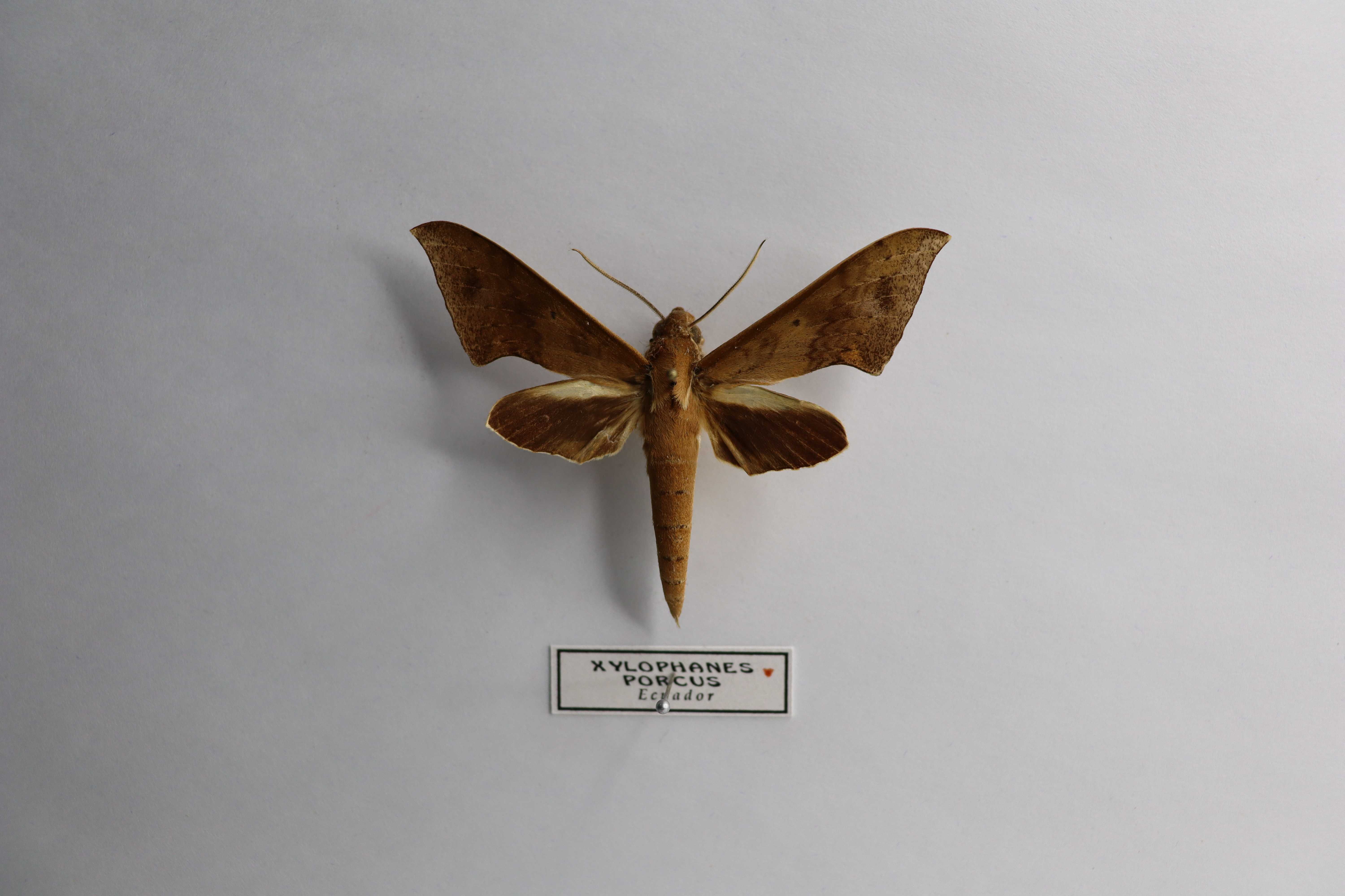 Xylophanes porcus