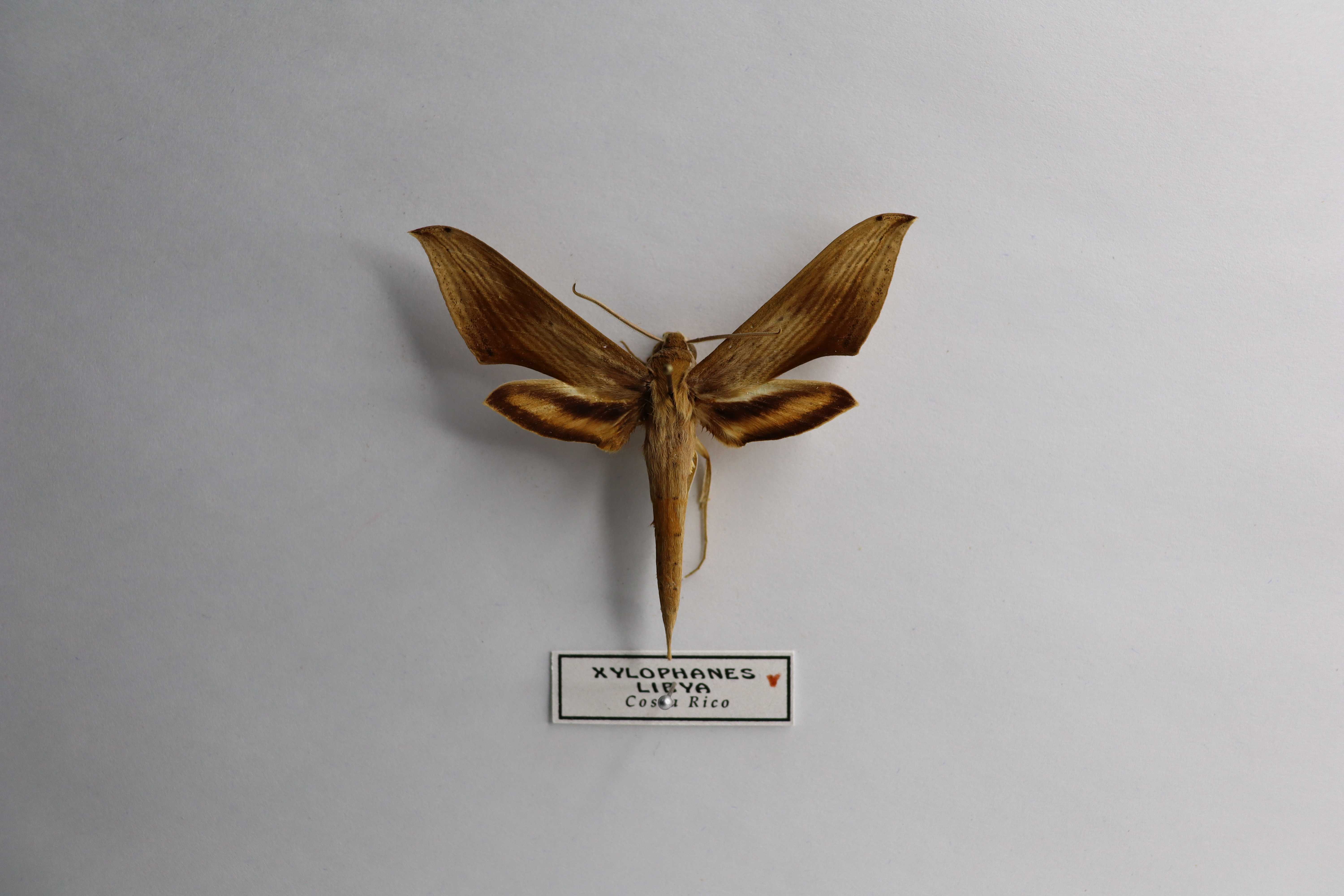 Xylophanes libya