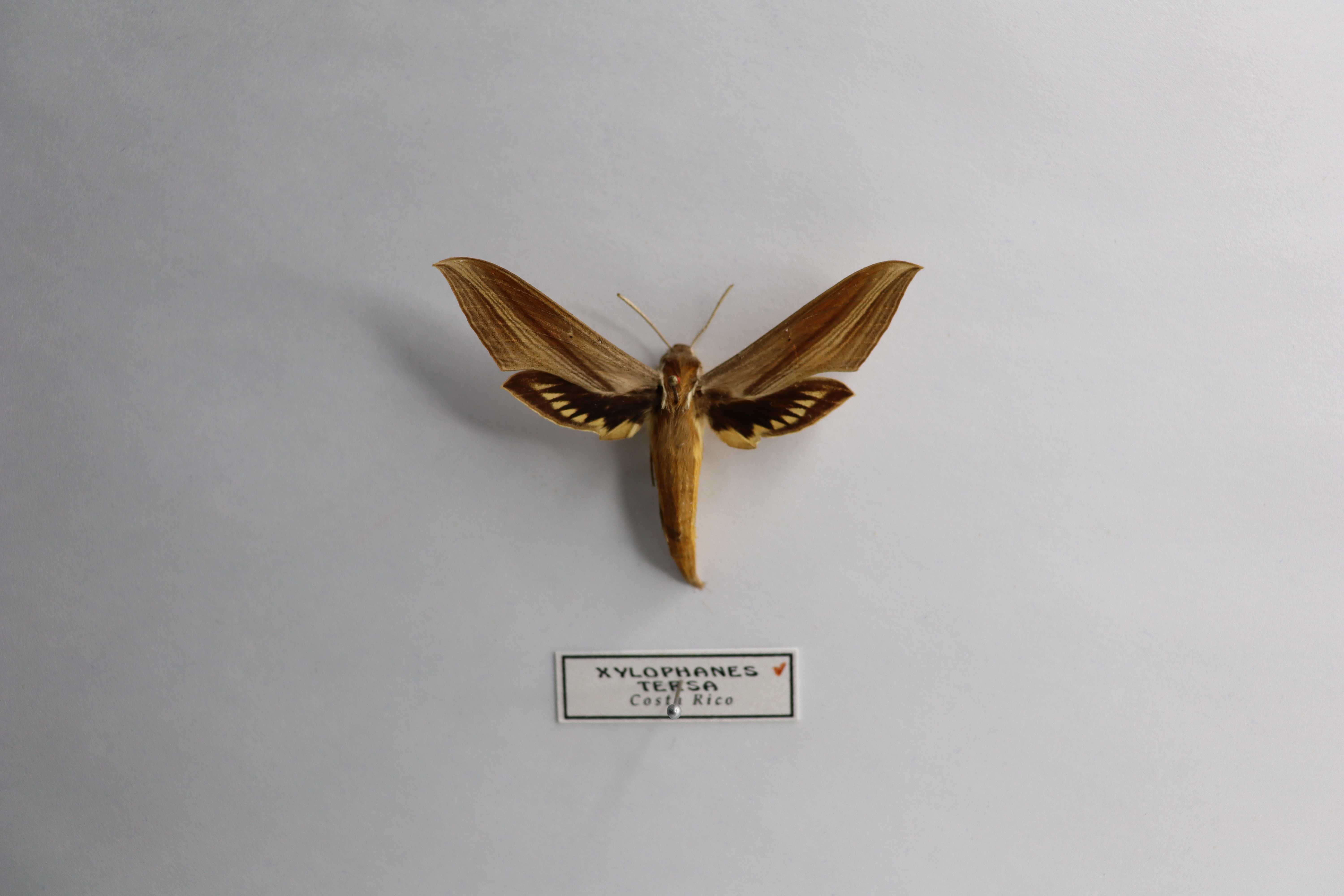 Xylophanes tersa