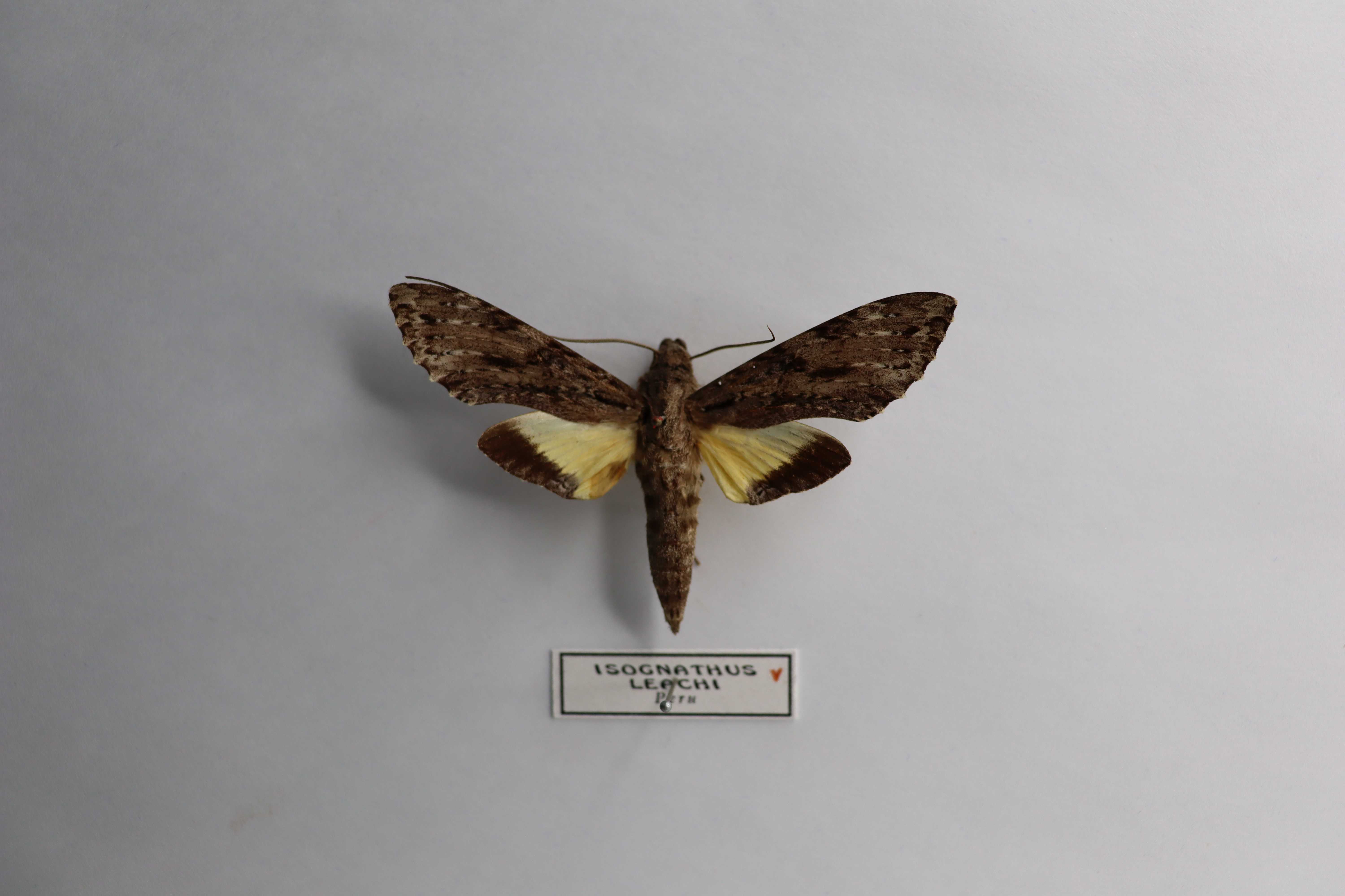 Isognathus leachi