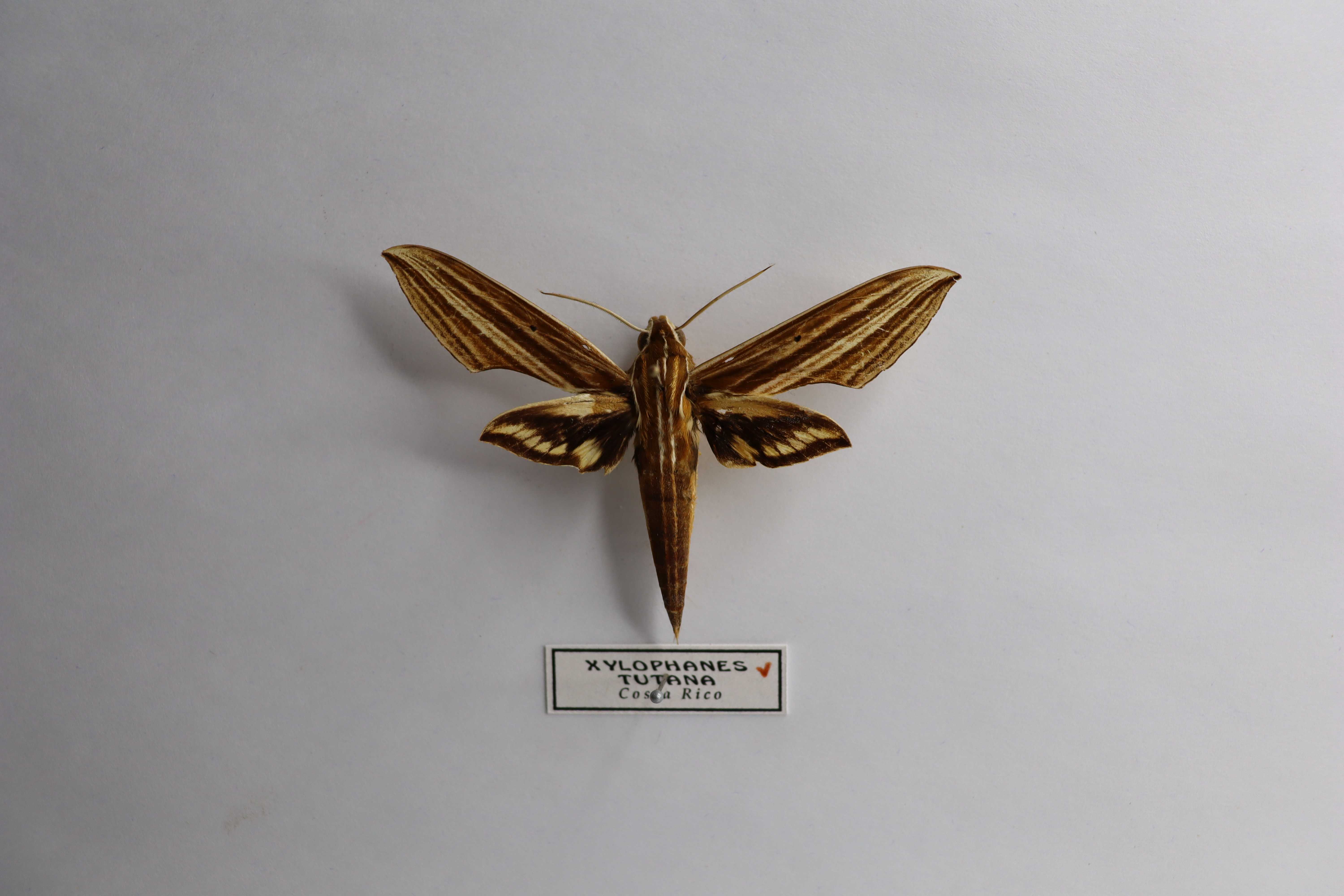 Xylophanes tutana