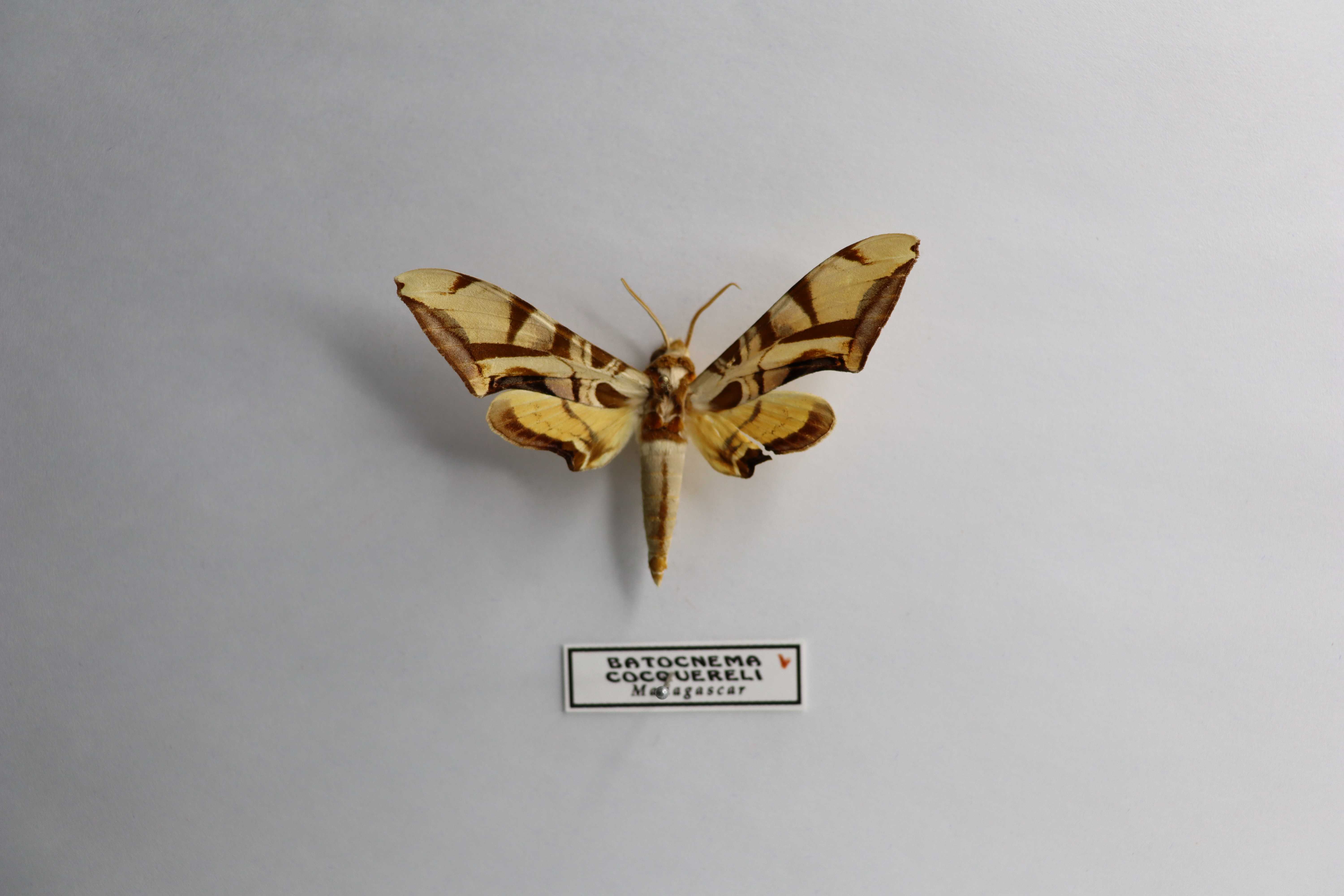 Batocnema coquerelii