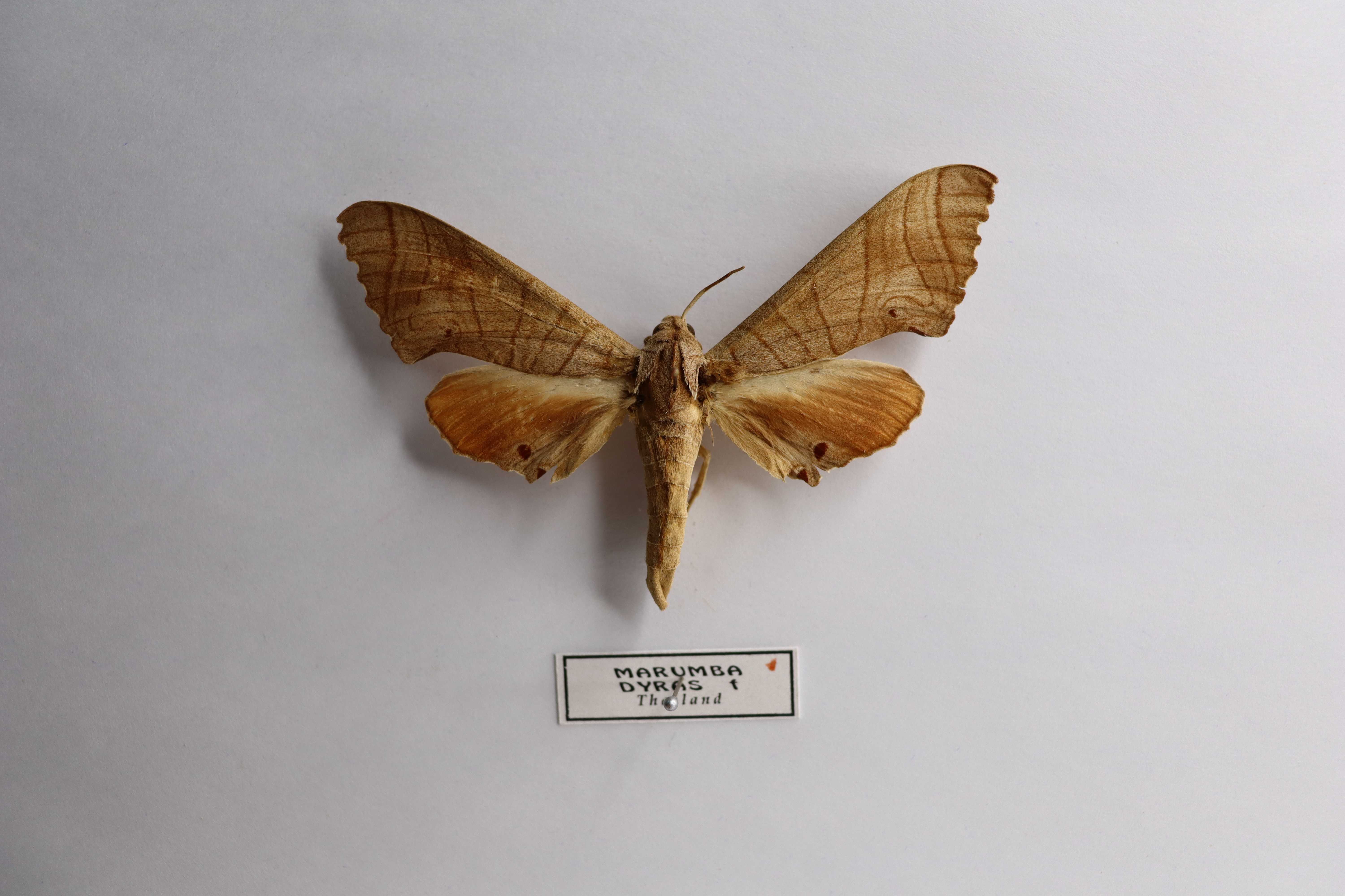 Marumba dyras