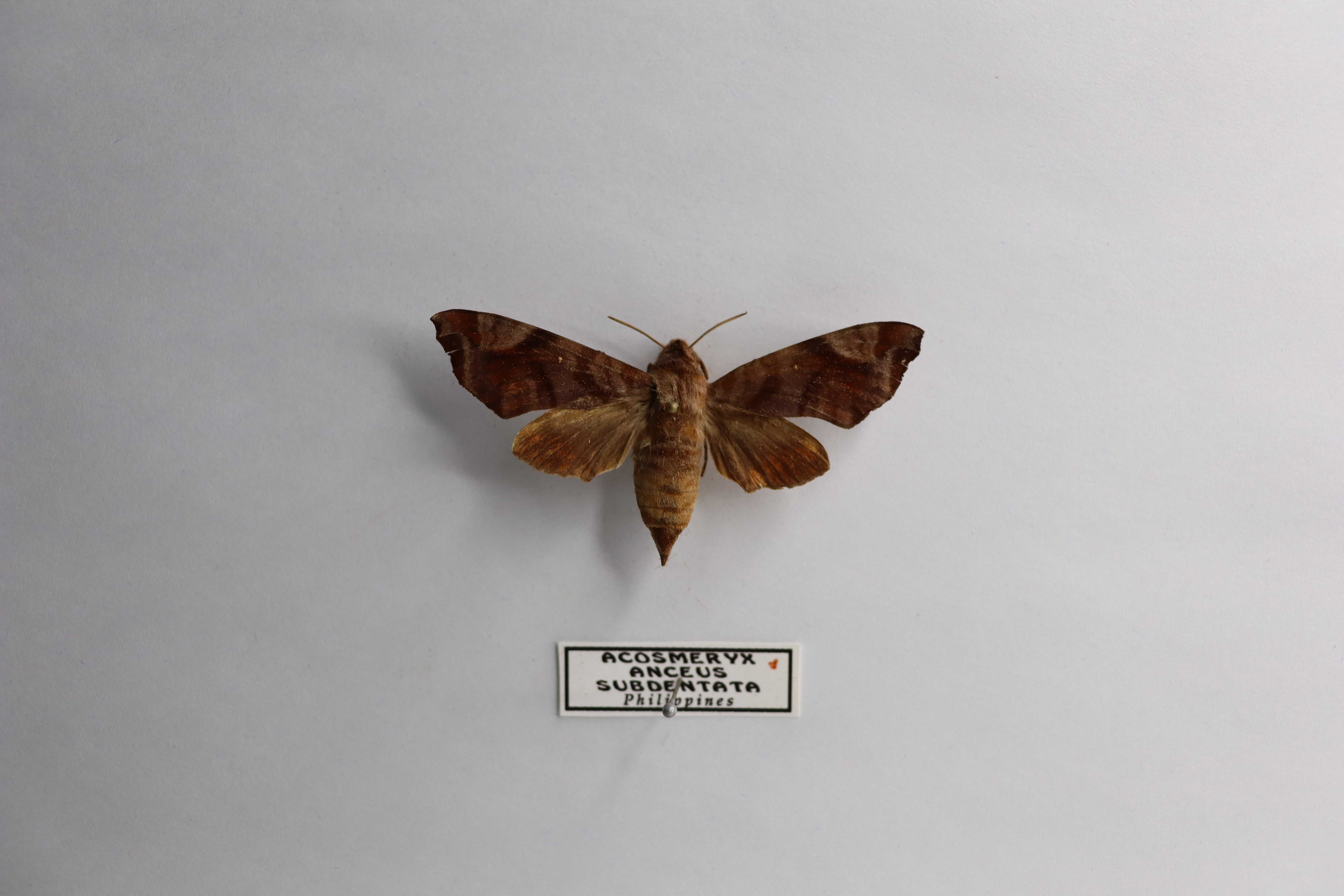 Acosmeryx anceus subdentata