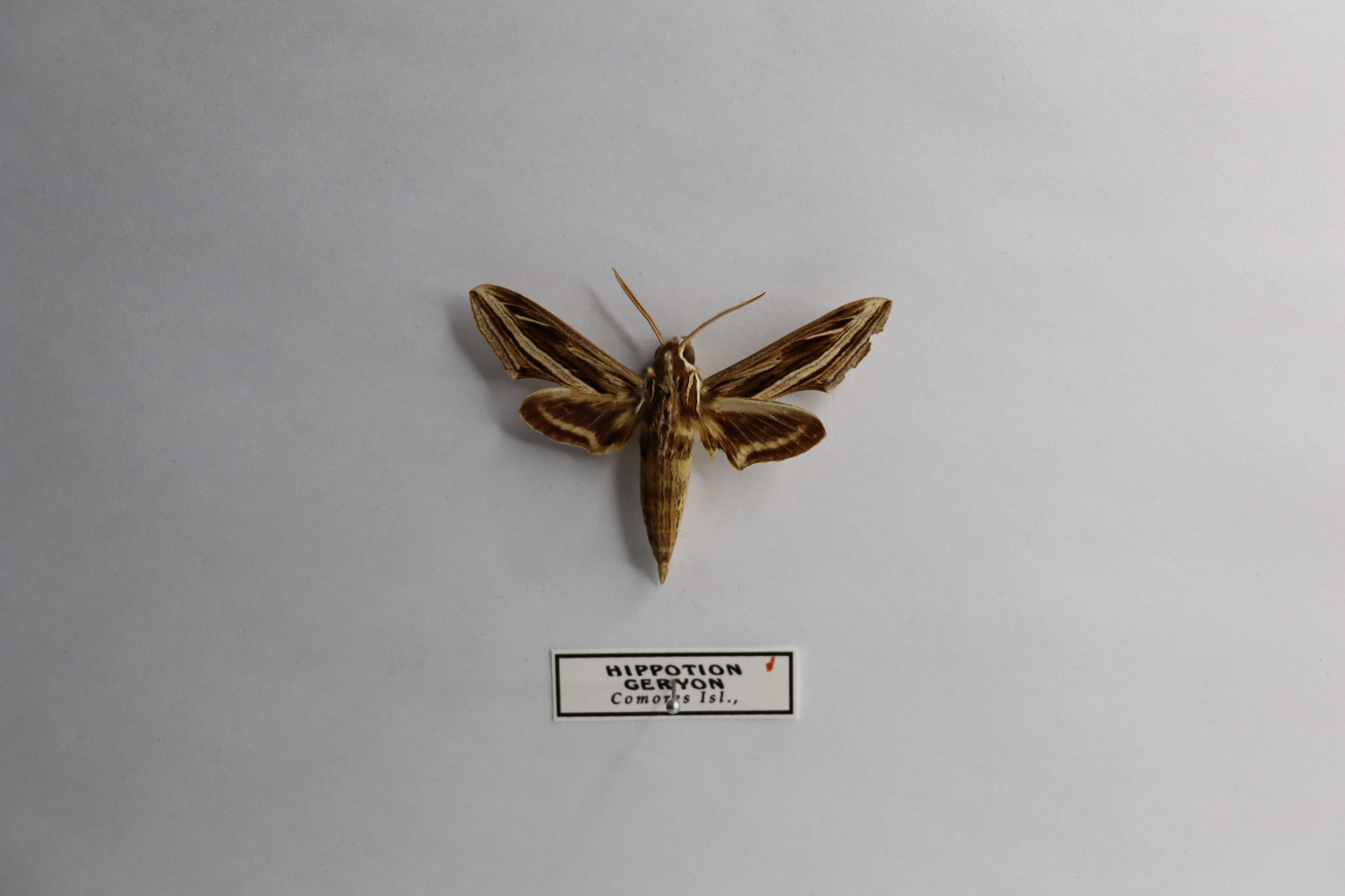 Hippotion geryon