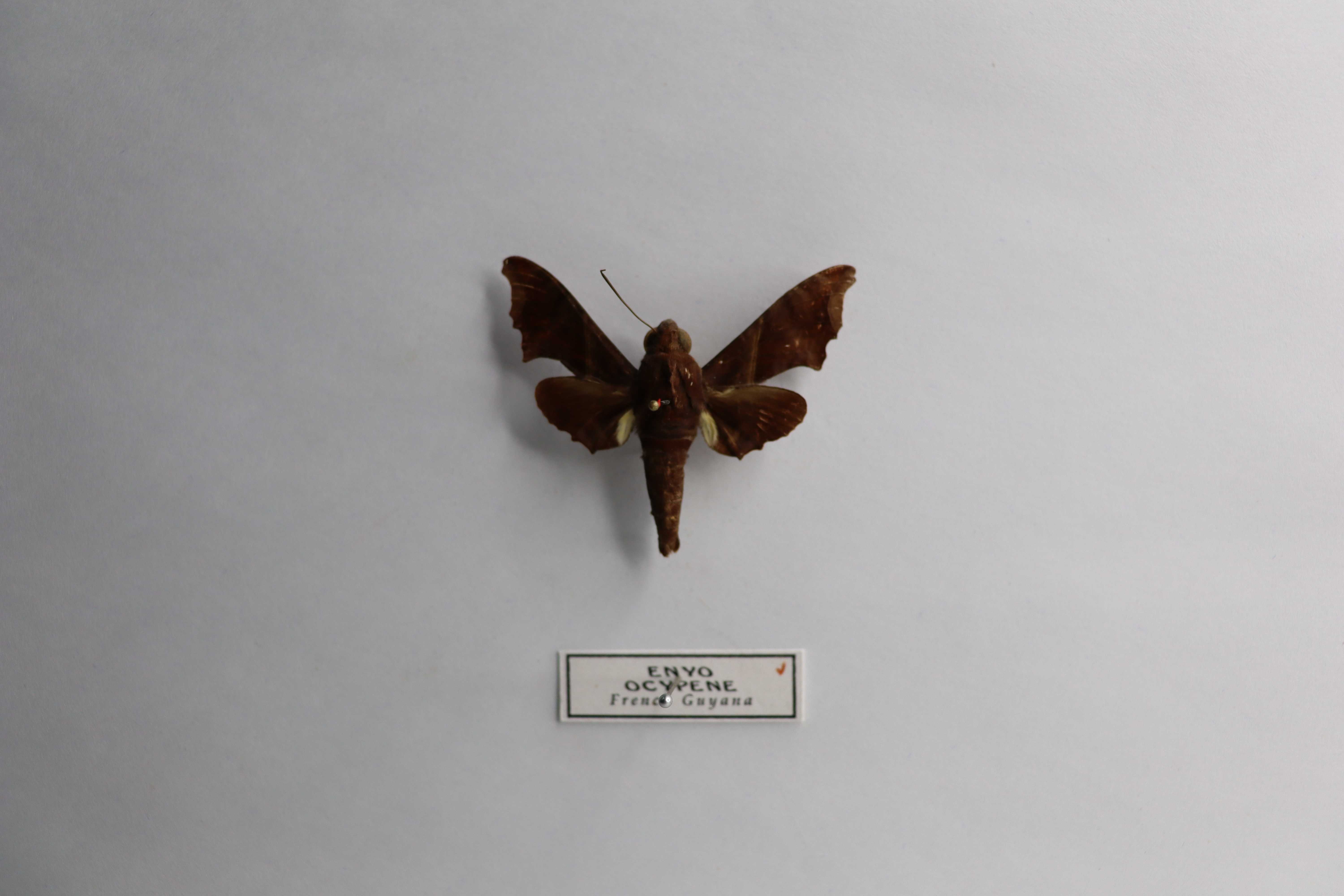 Enyo ocypete