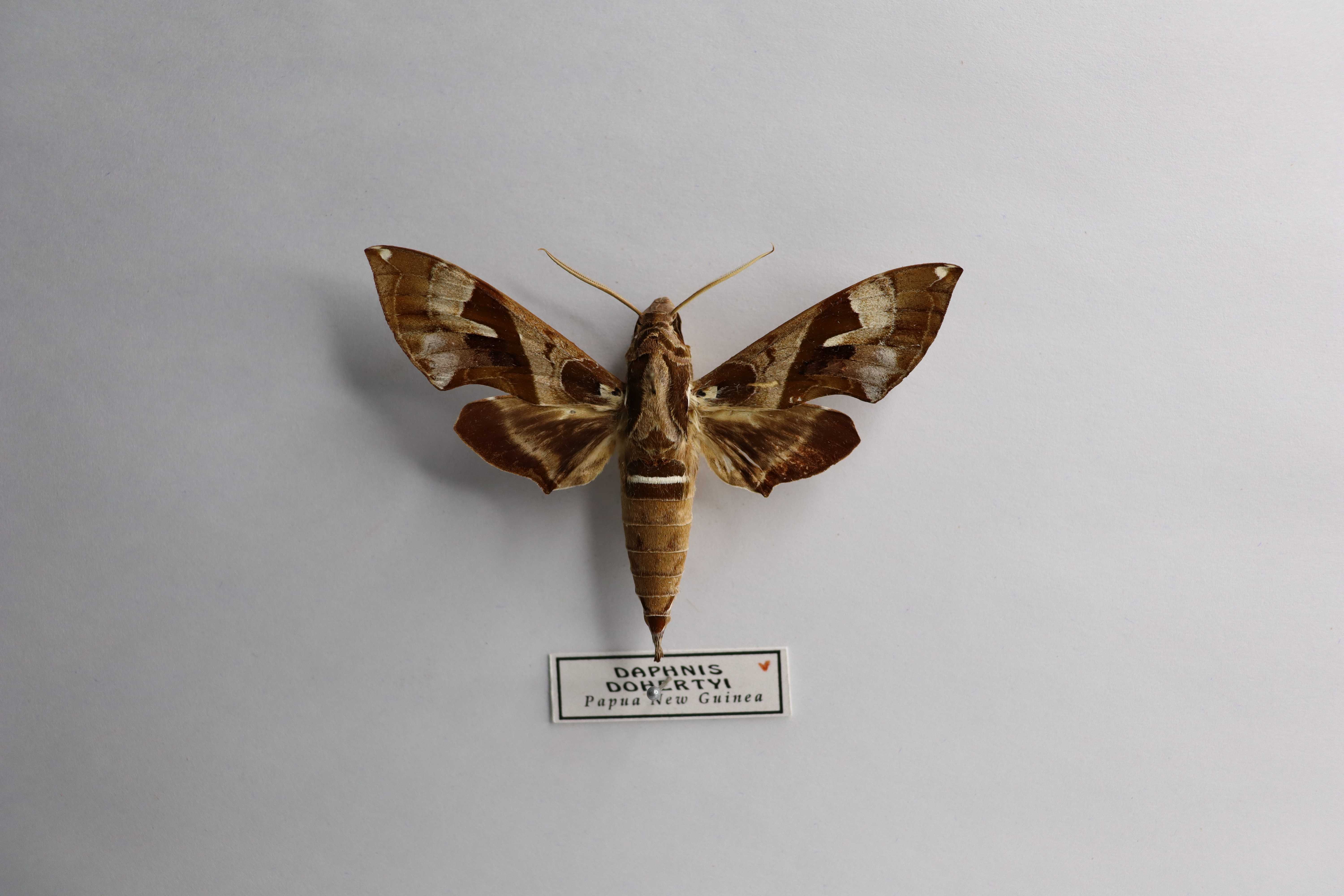 Daphnis dohertyi