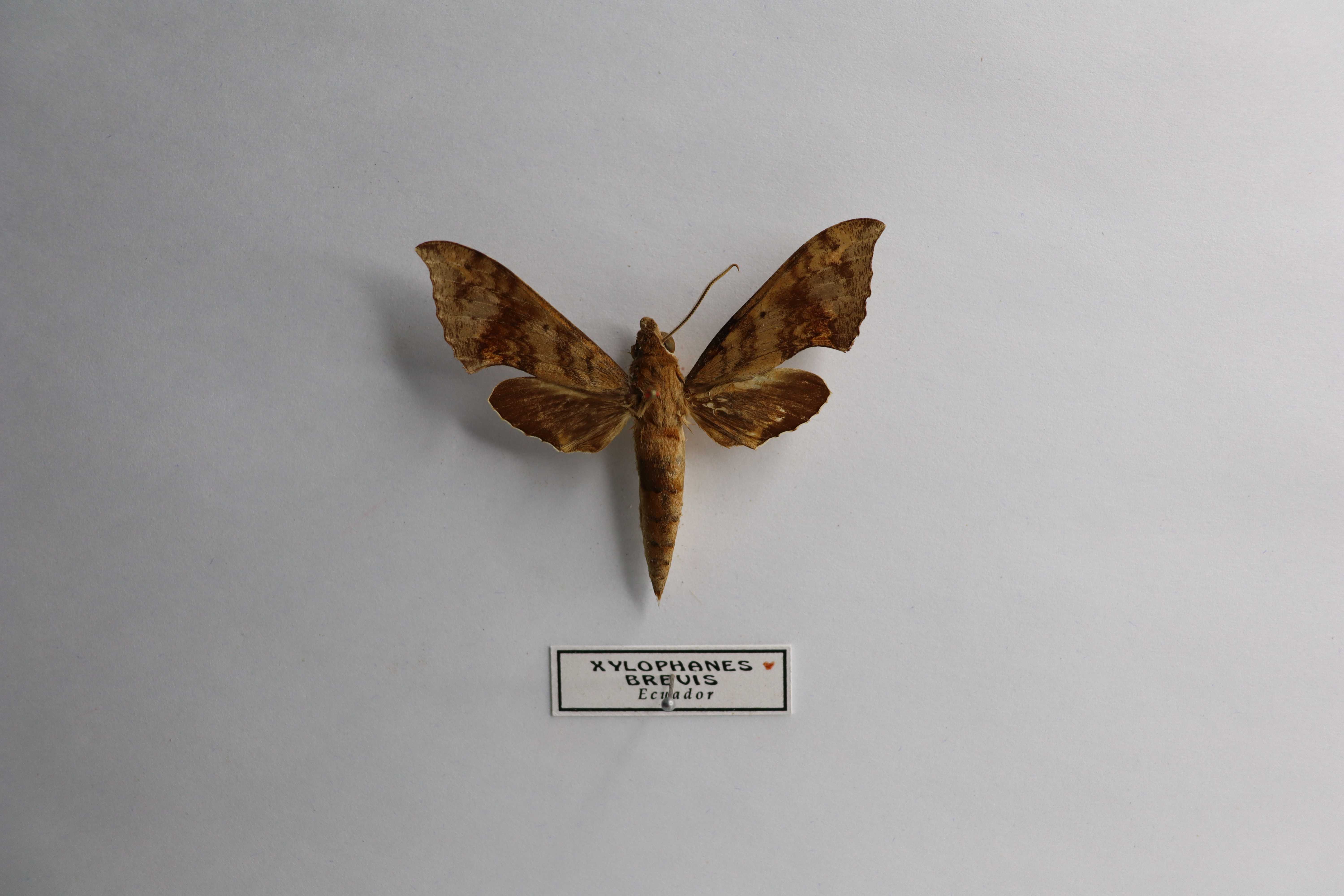 Xylophanes brevis