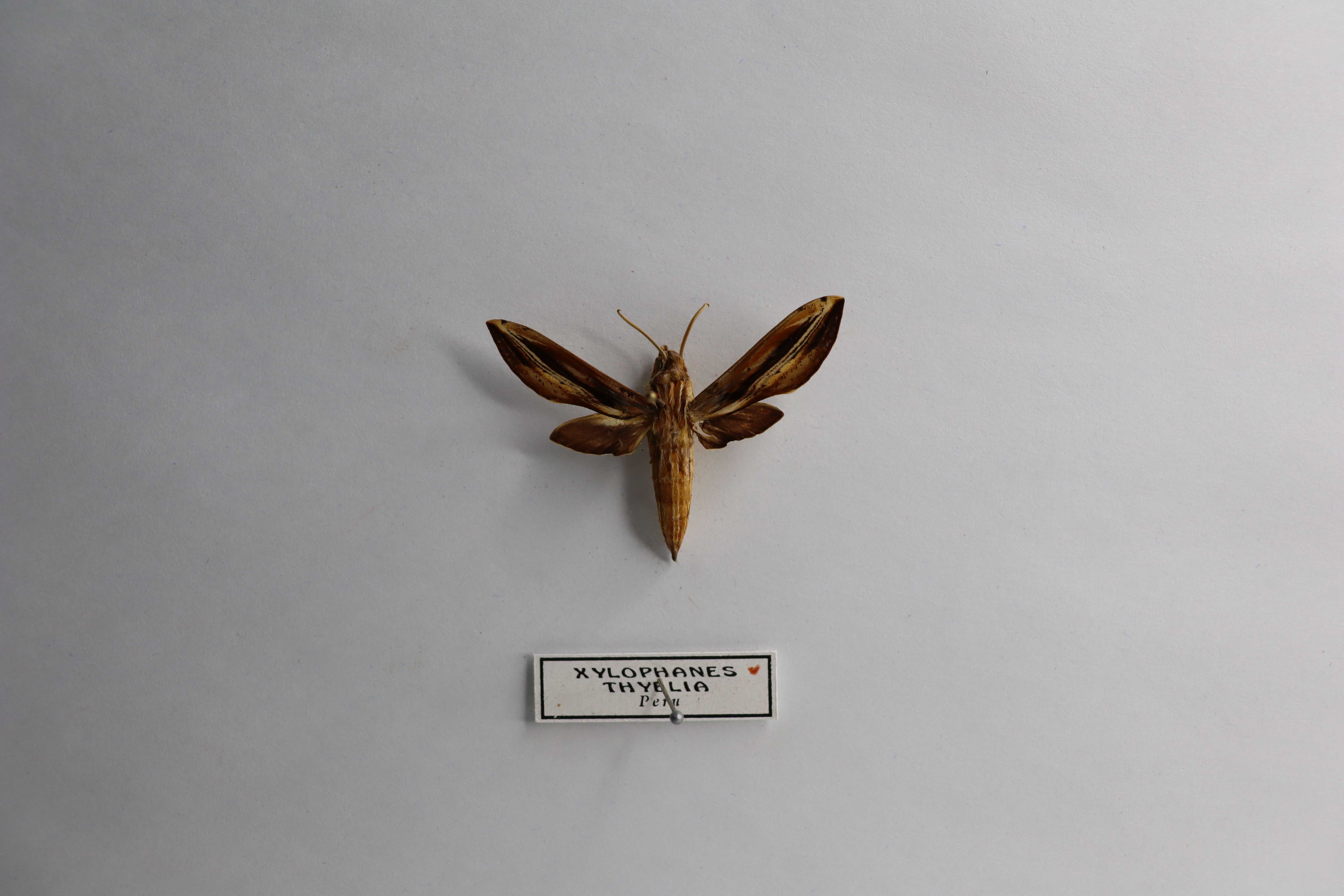 Xylophanes thyelia