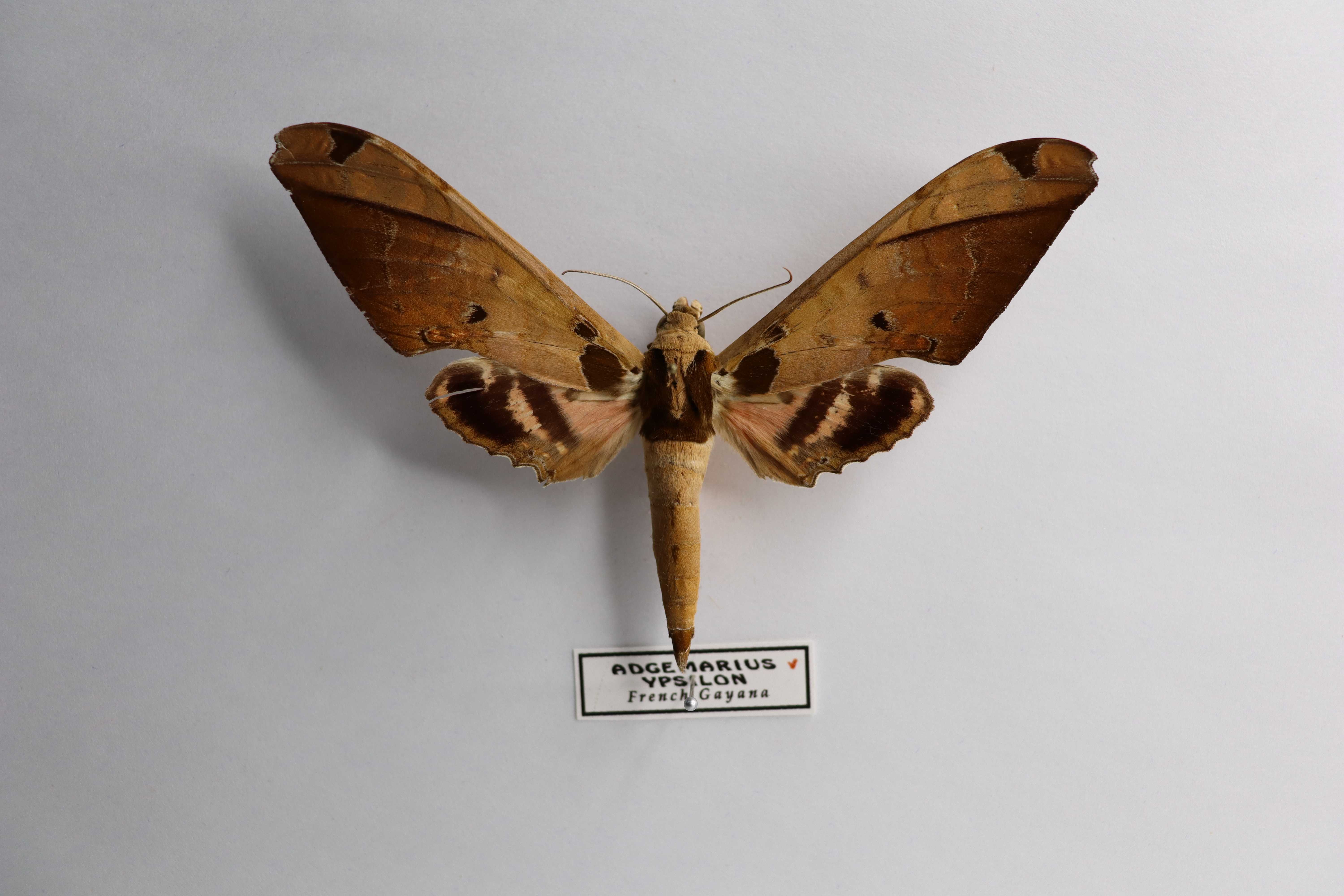 Adhemarius ypsilon