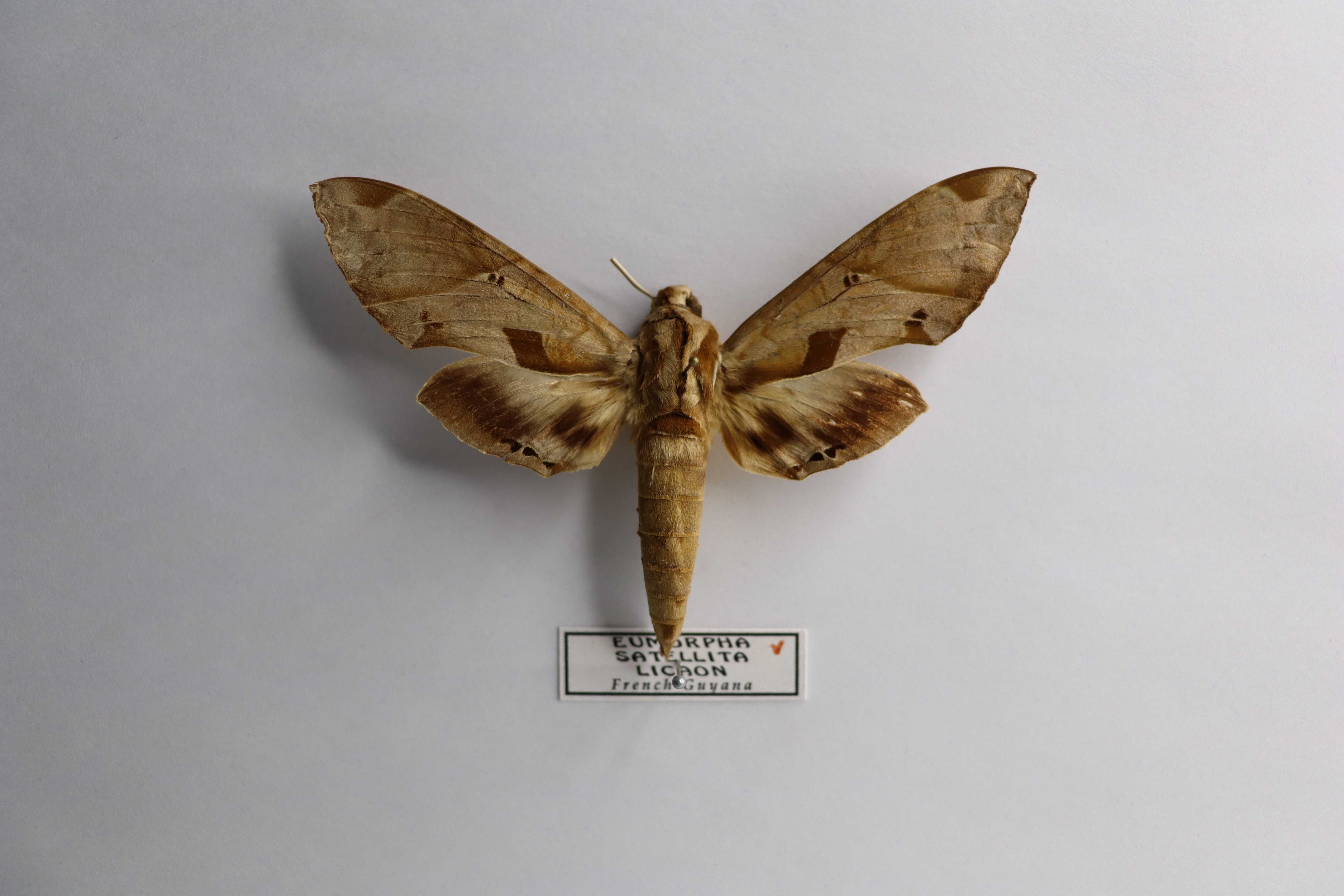 Eumorpha satellitia licaon