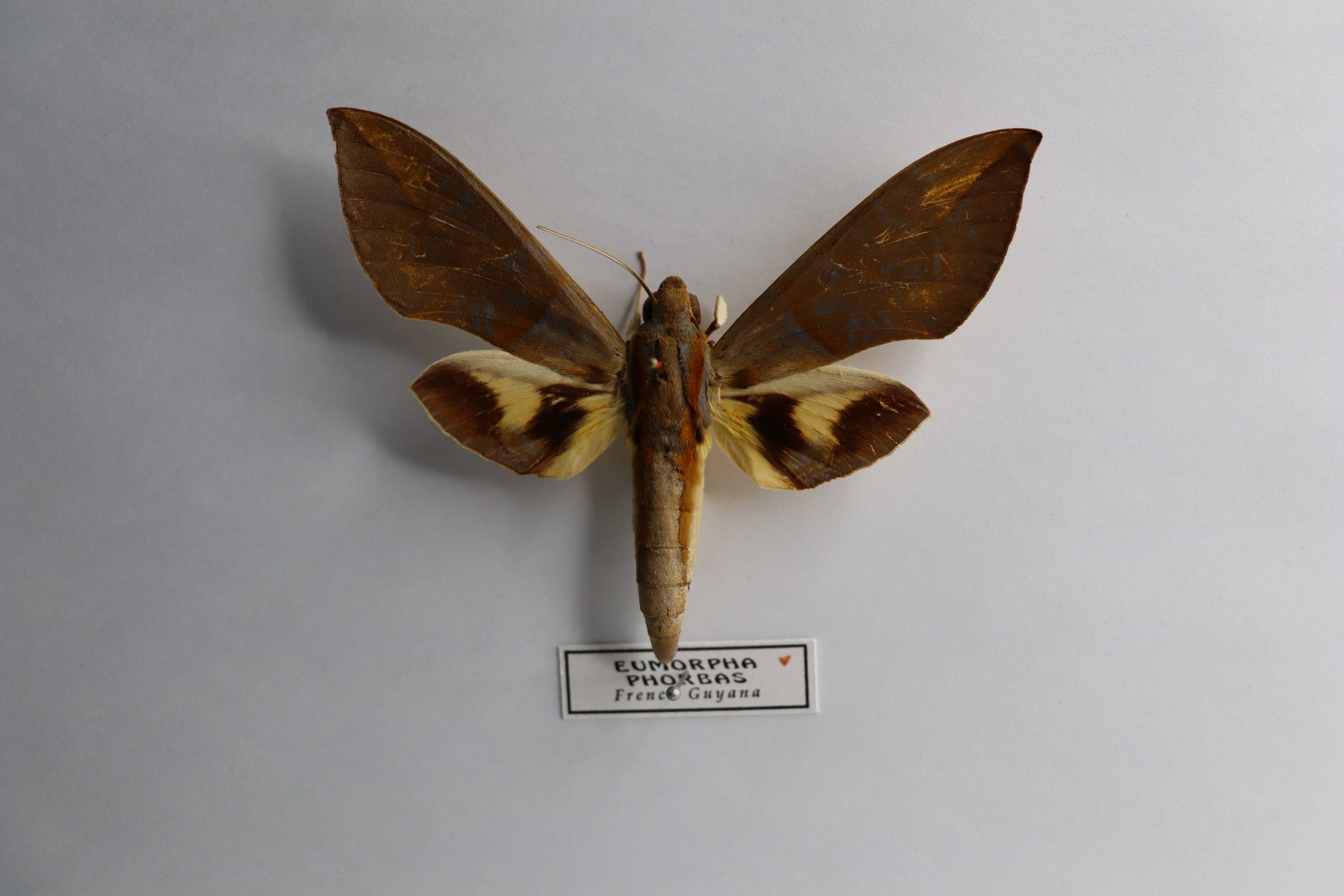 Eumorpha phorbas