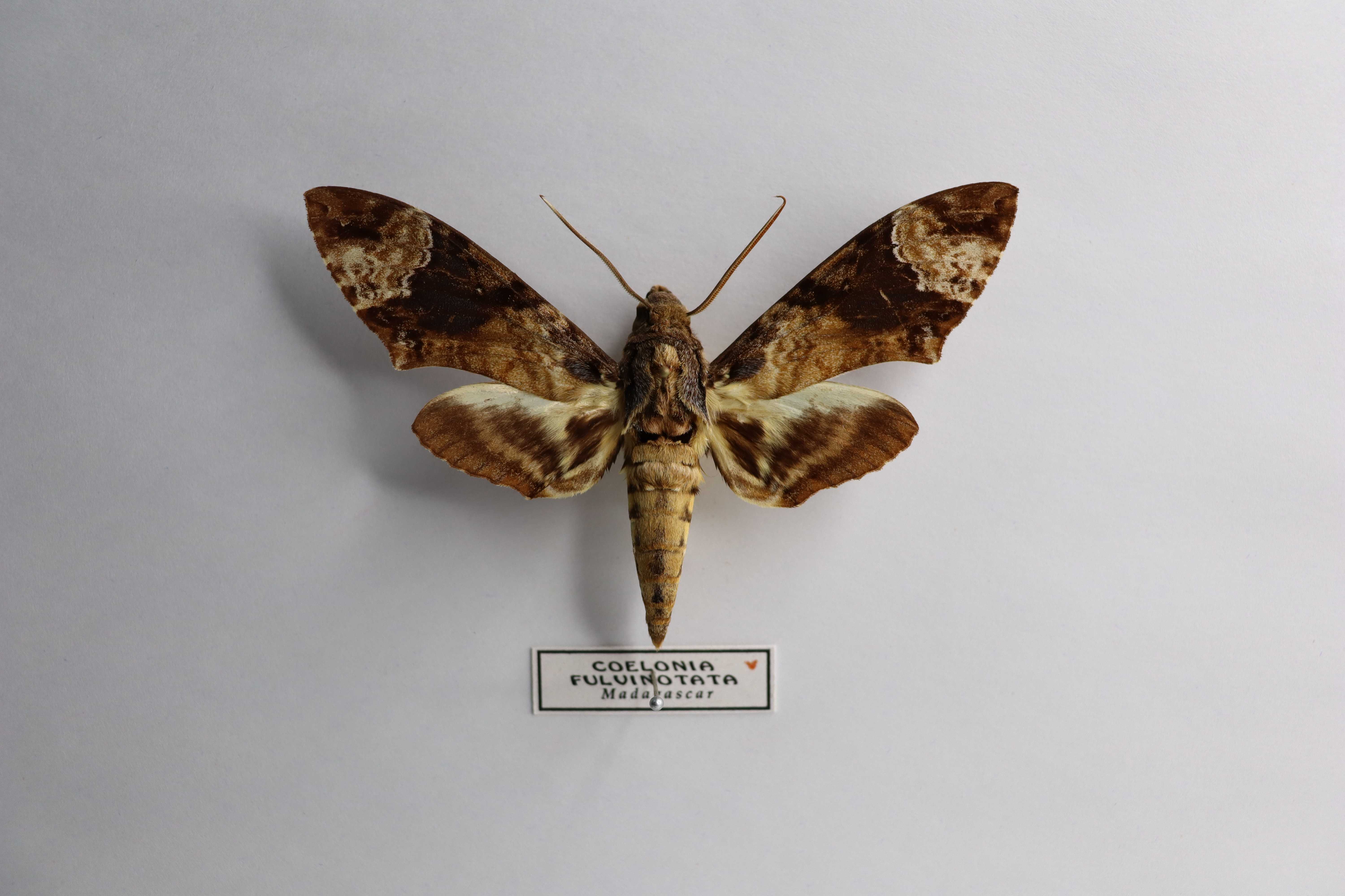 Coelonia fulvinotata