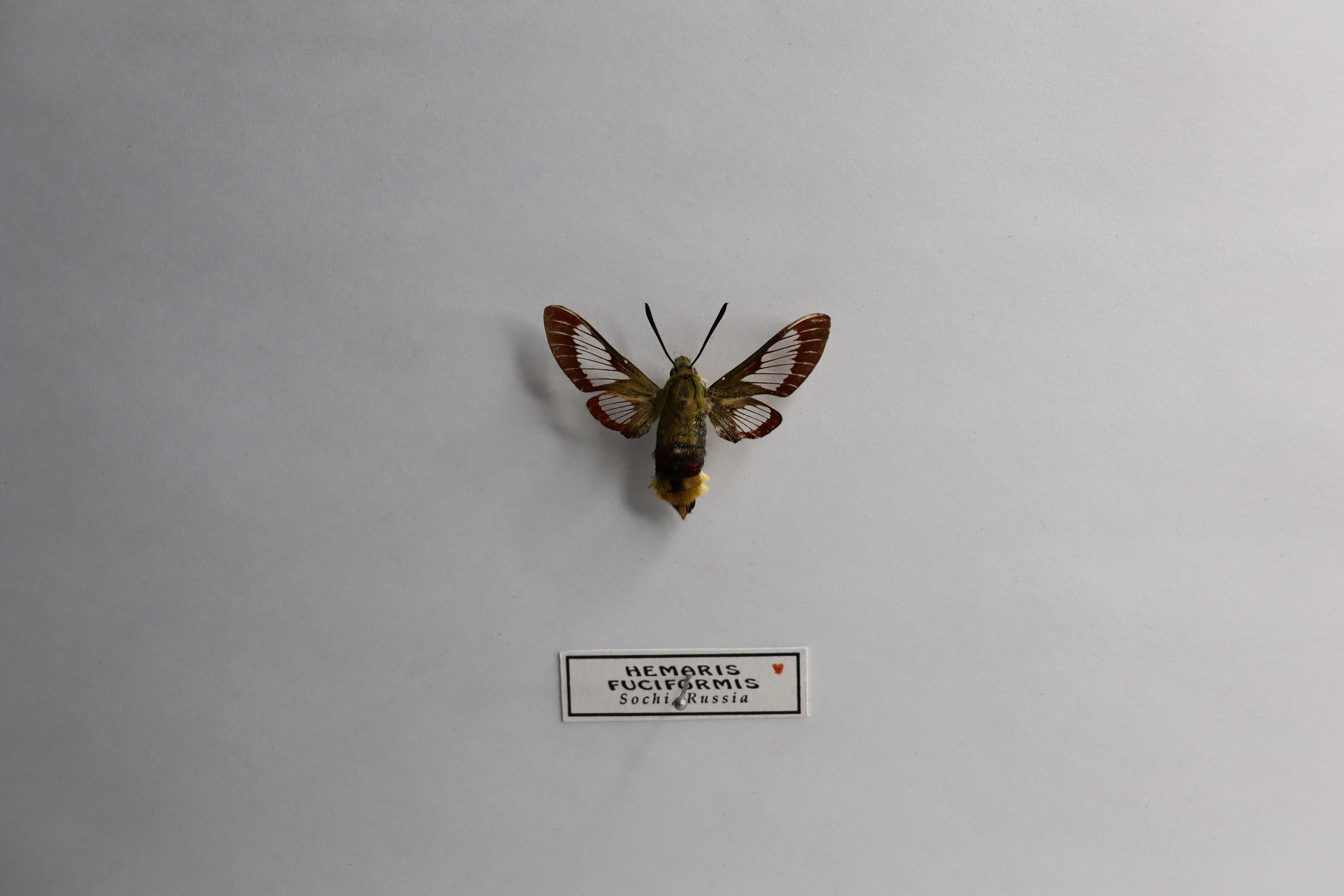 Hemaris fuciformis