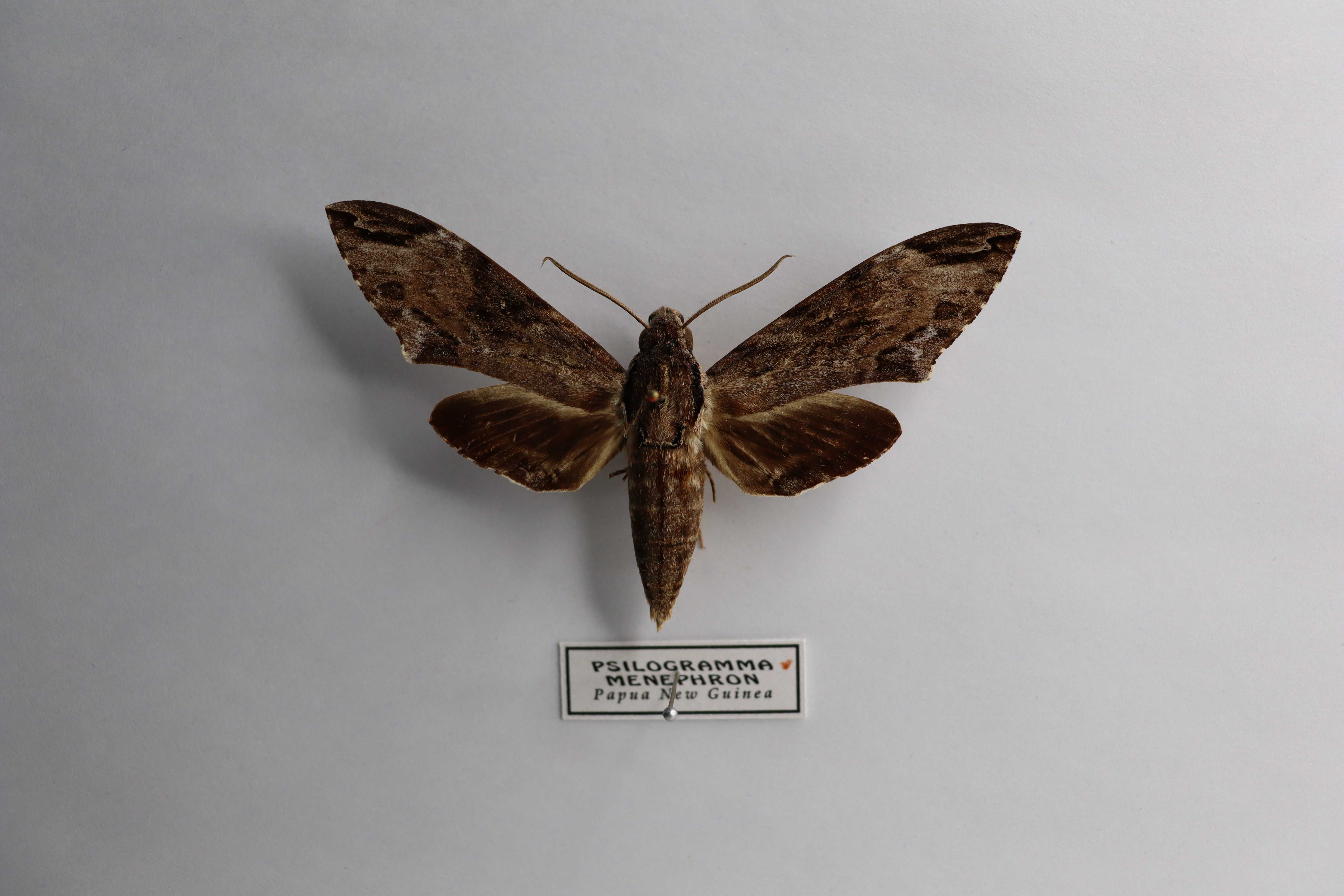 Psilogramma menephron