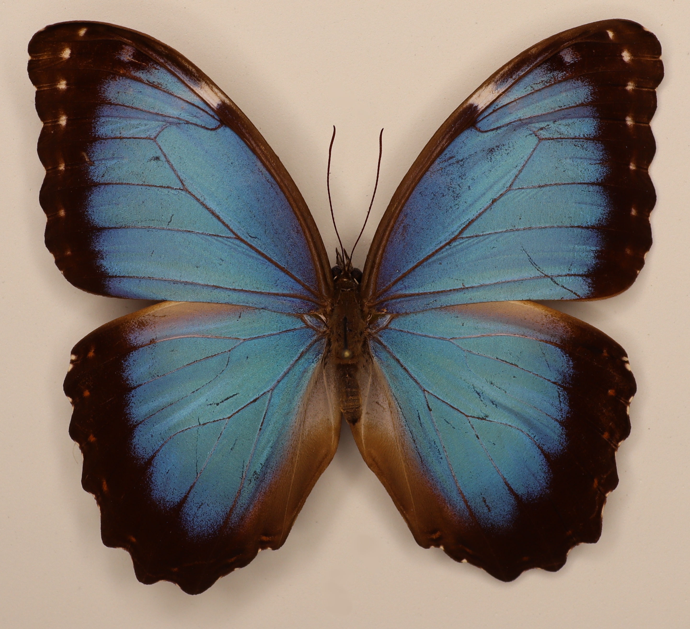 Morpho Peleides Montesuma Mexico
