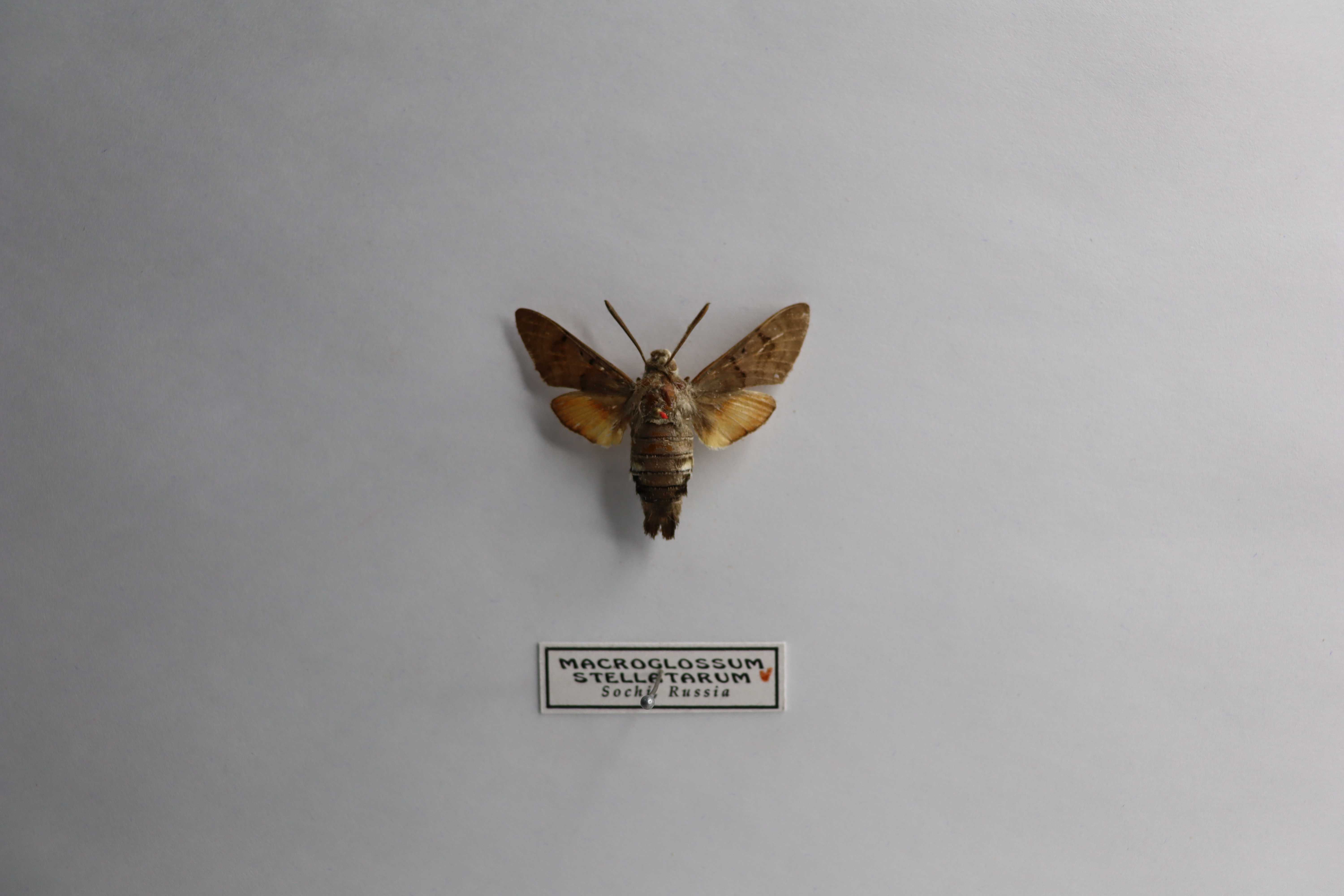 Macroglossum stellatarum