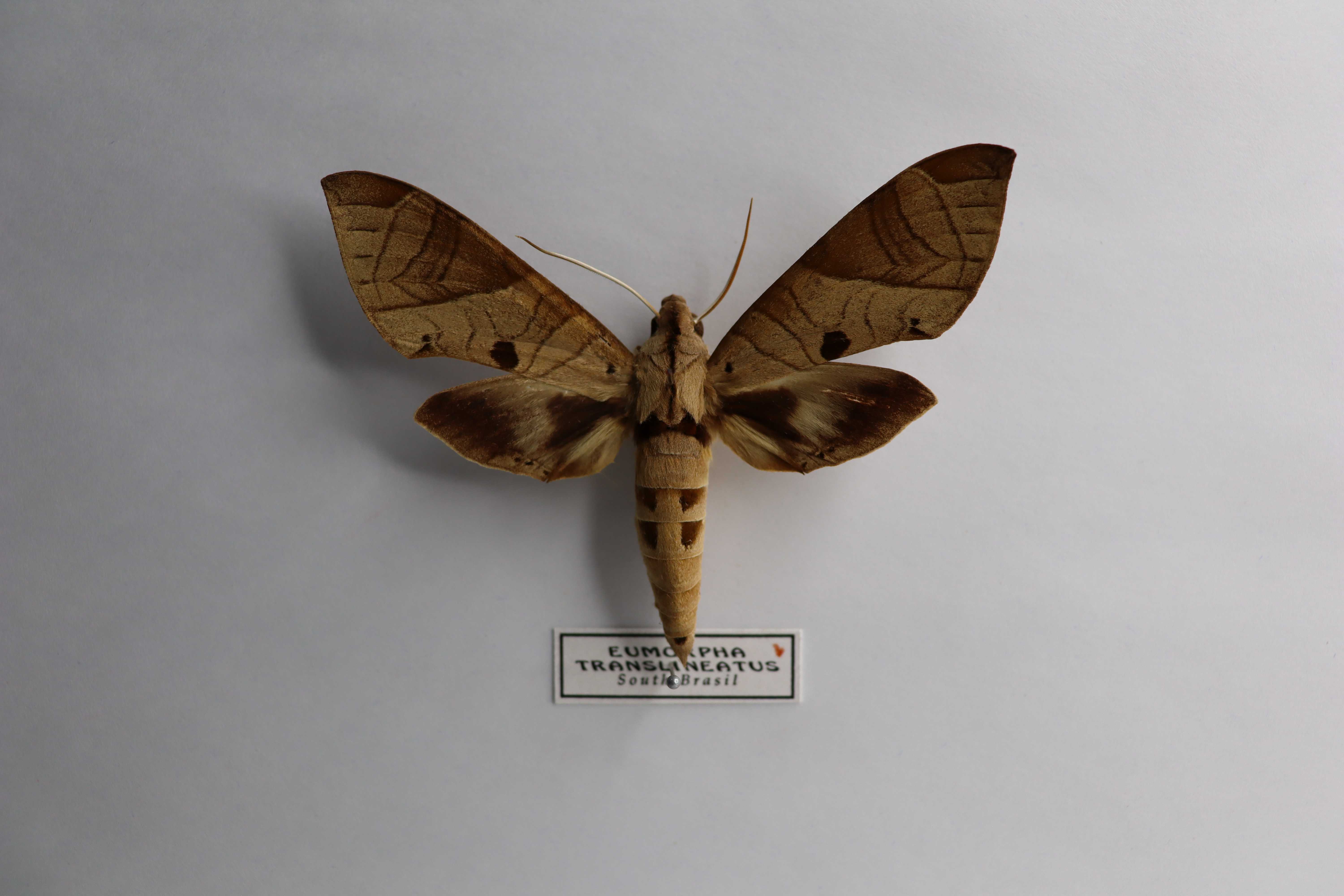 Eumorpha translineatus