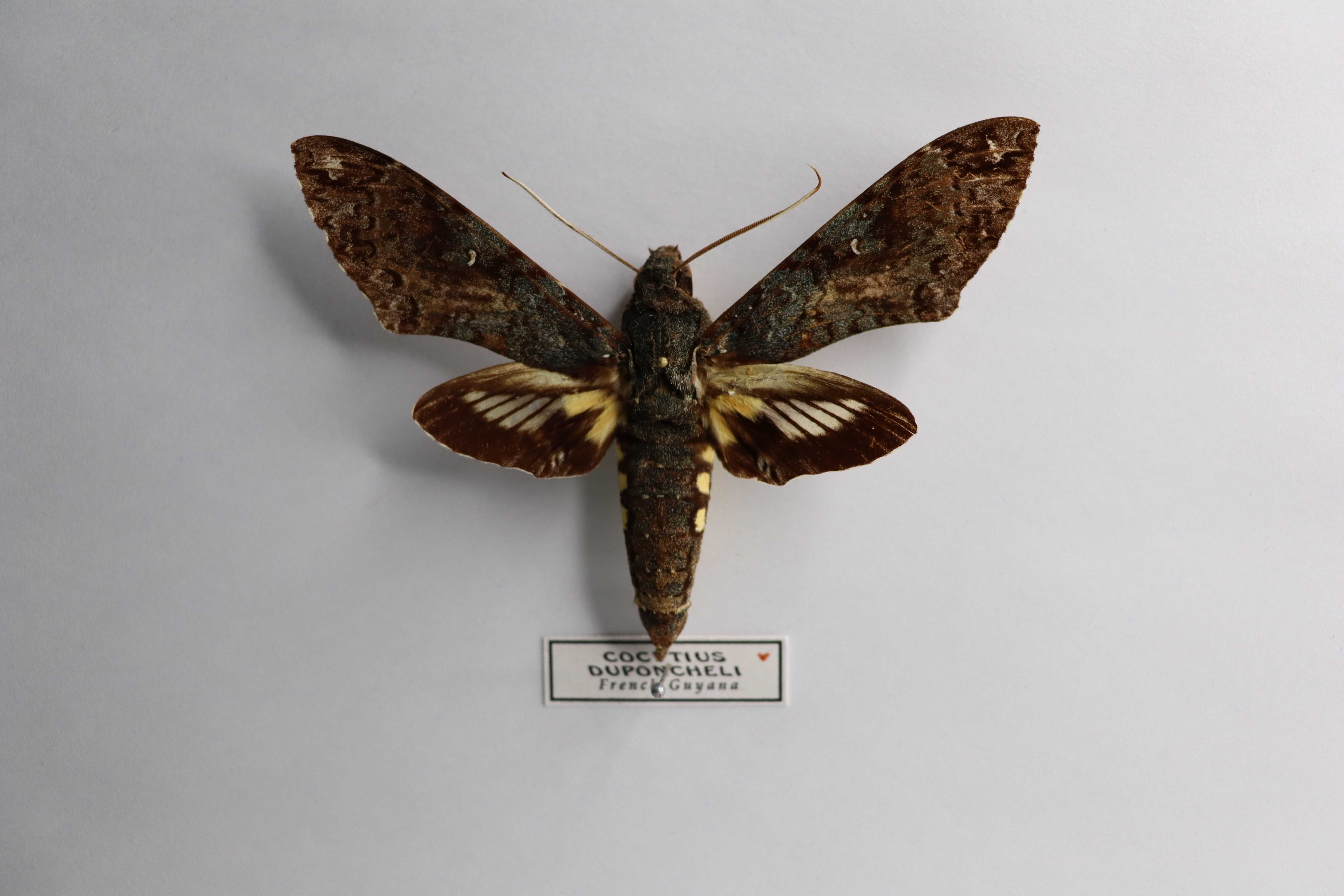 Cocytius duponchel