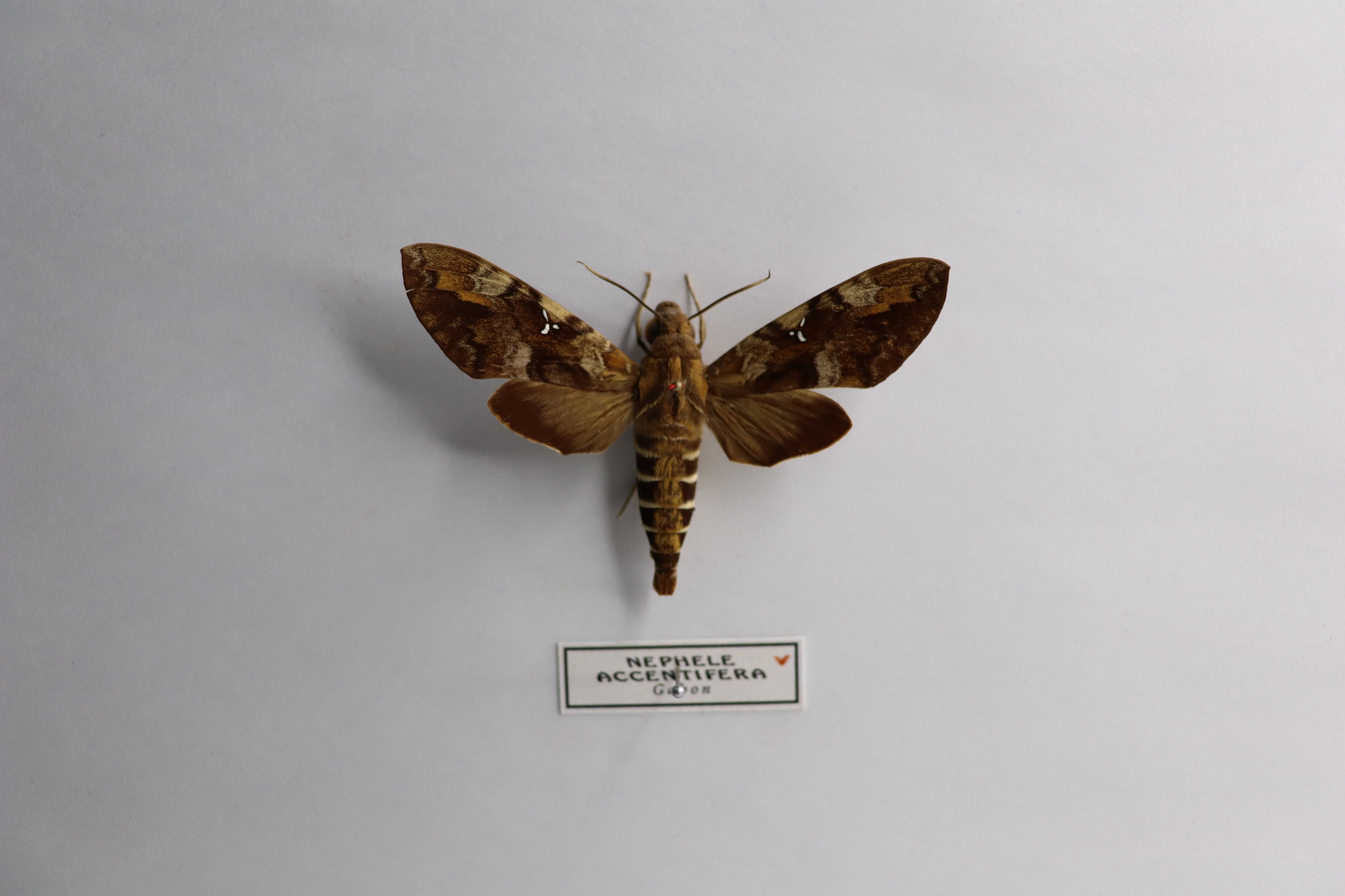 Nephele accentifera
