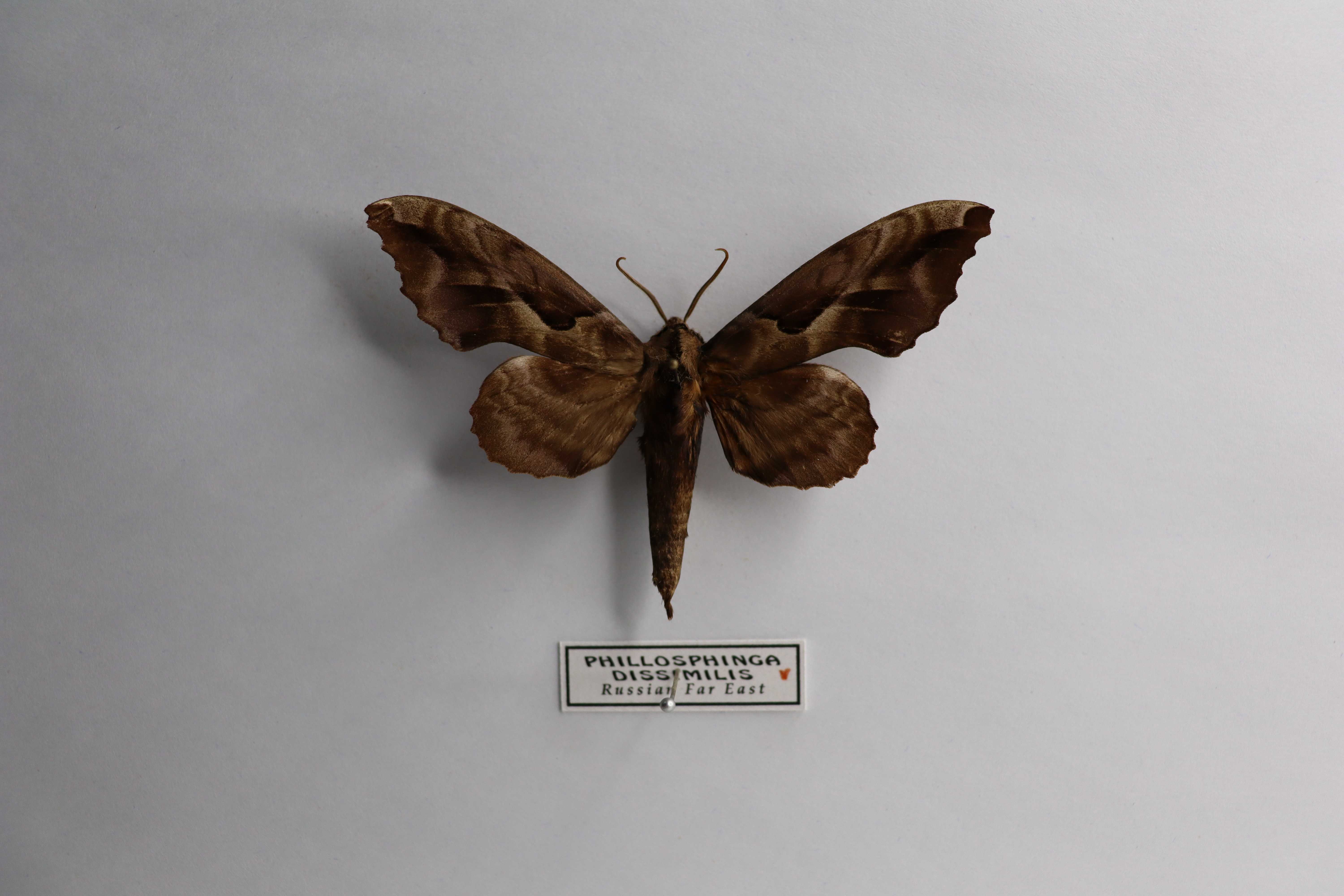 Phyllosphingia dissimilis