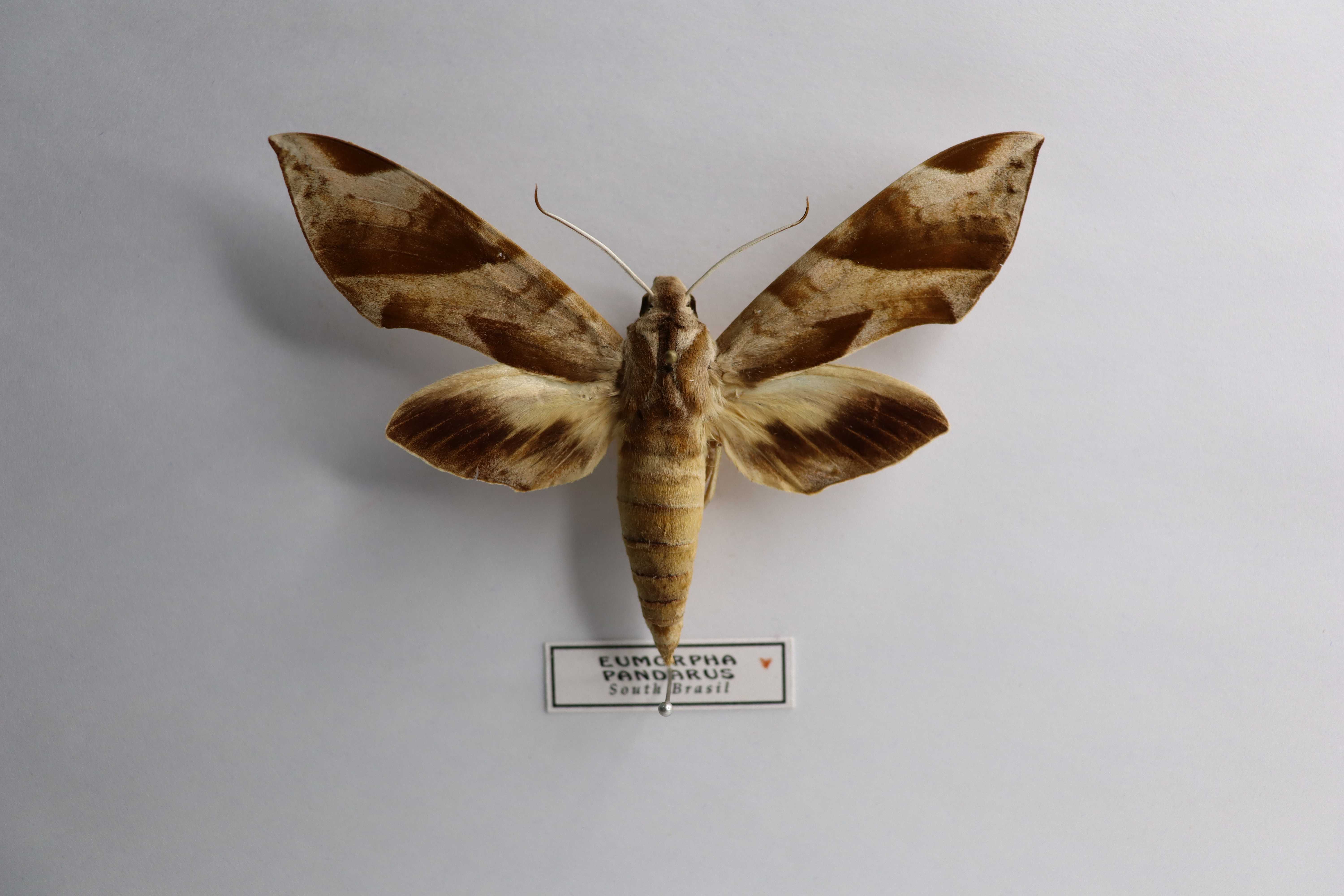 Eumorpha pandarus
