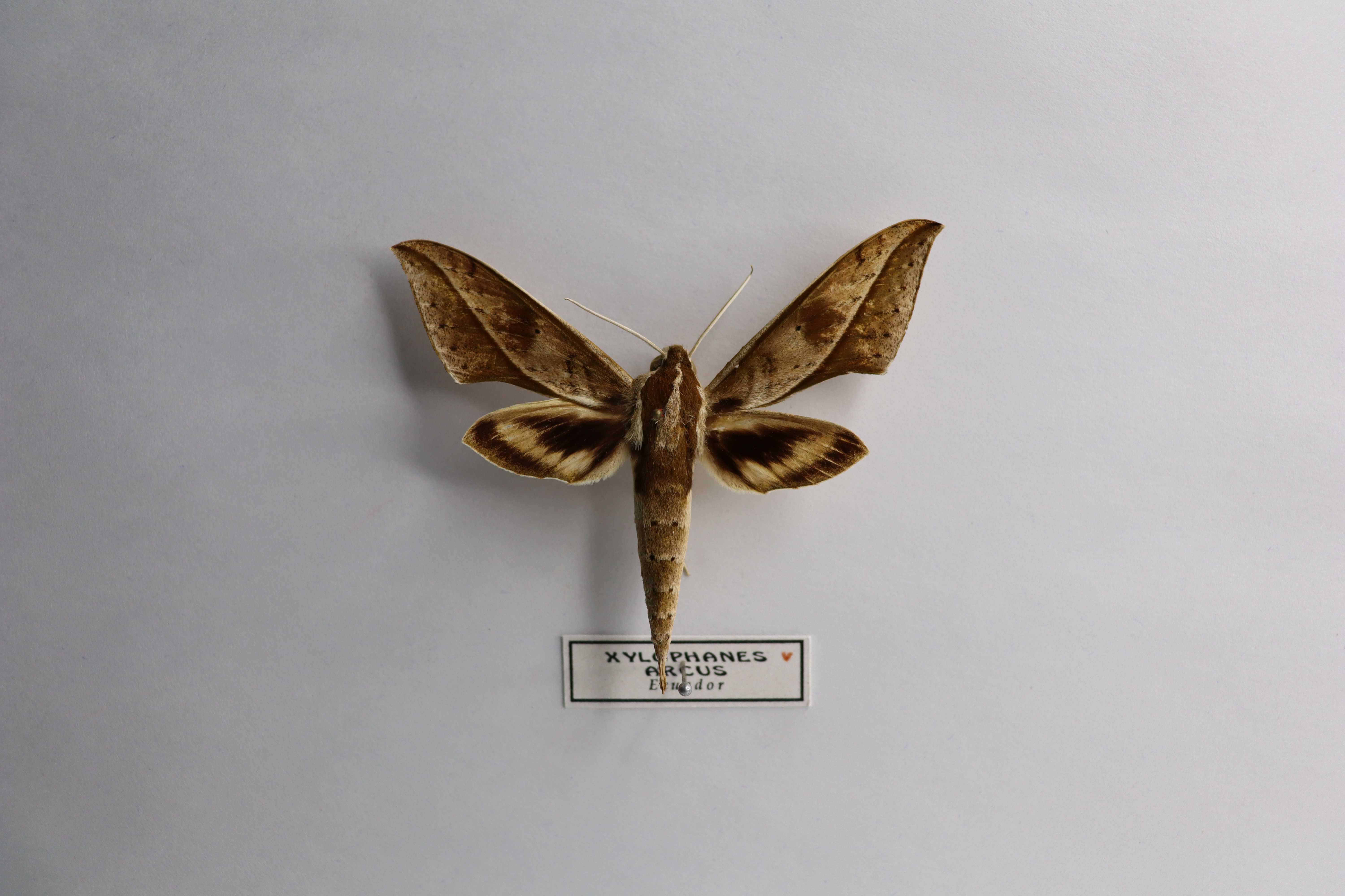 Xylophanes arcus