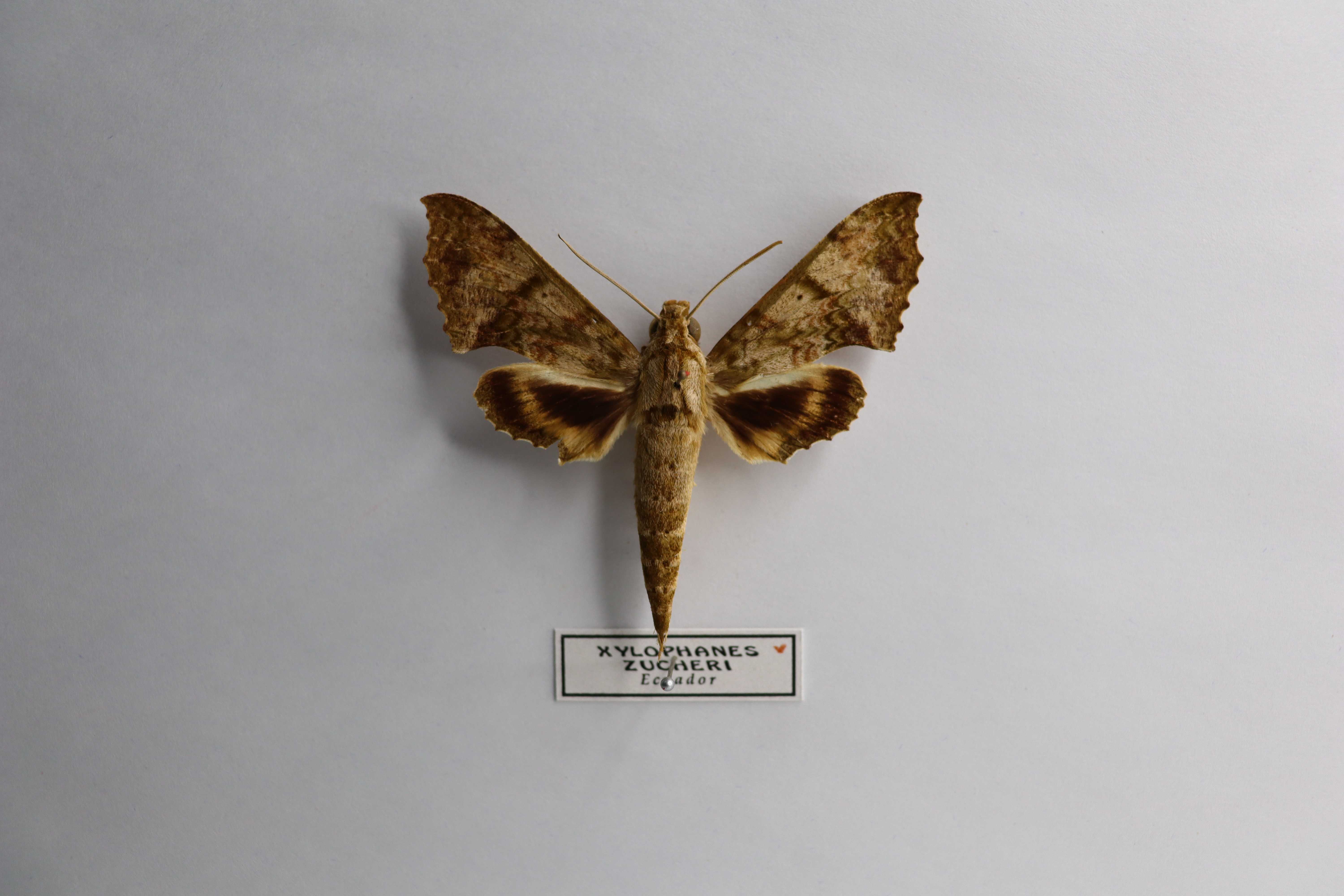 Xylophanes zurcheri