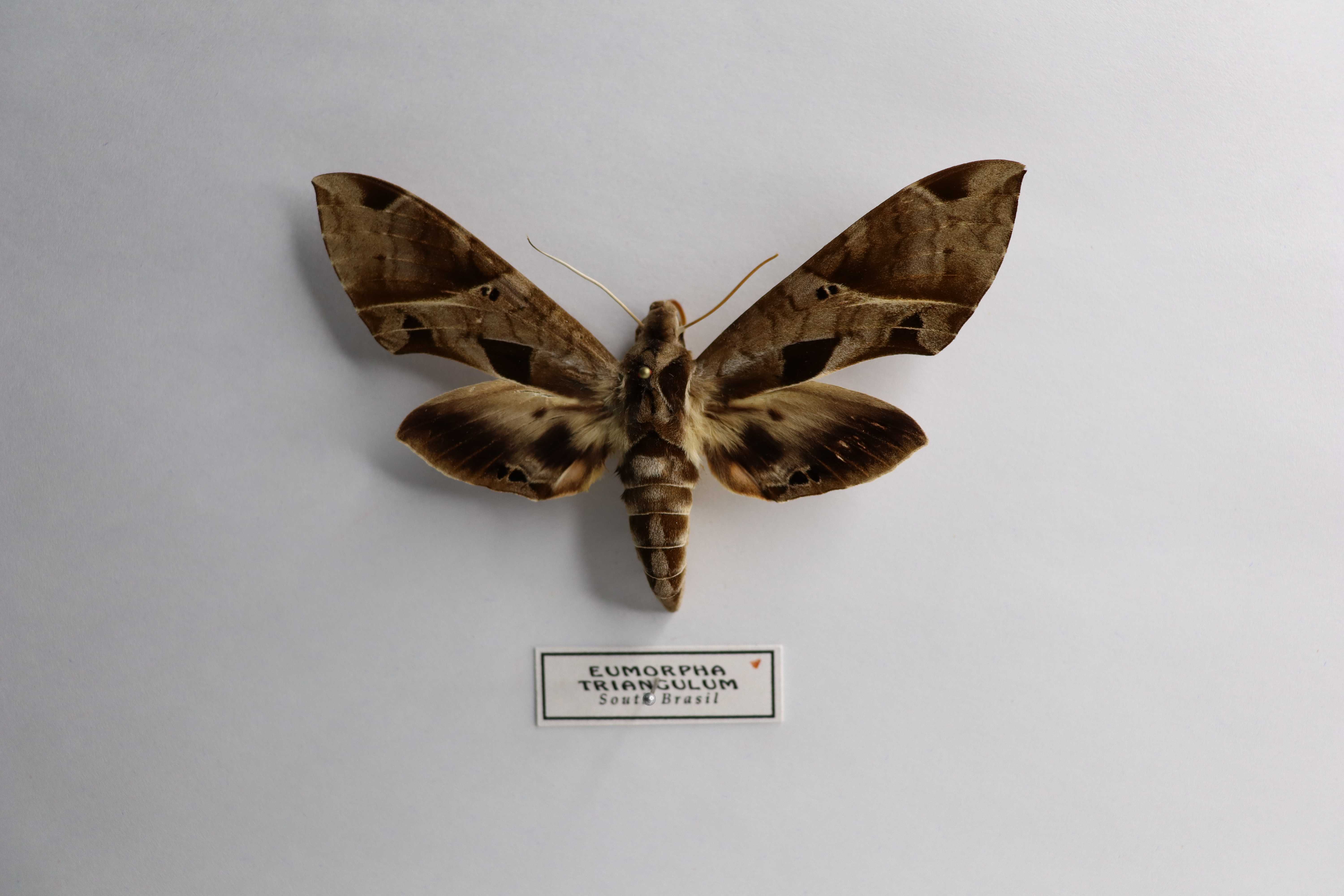 Eumorpha triangulum