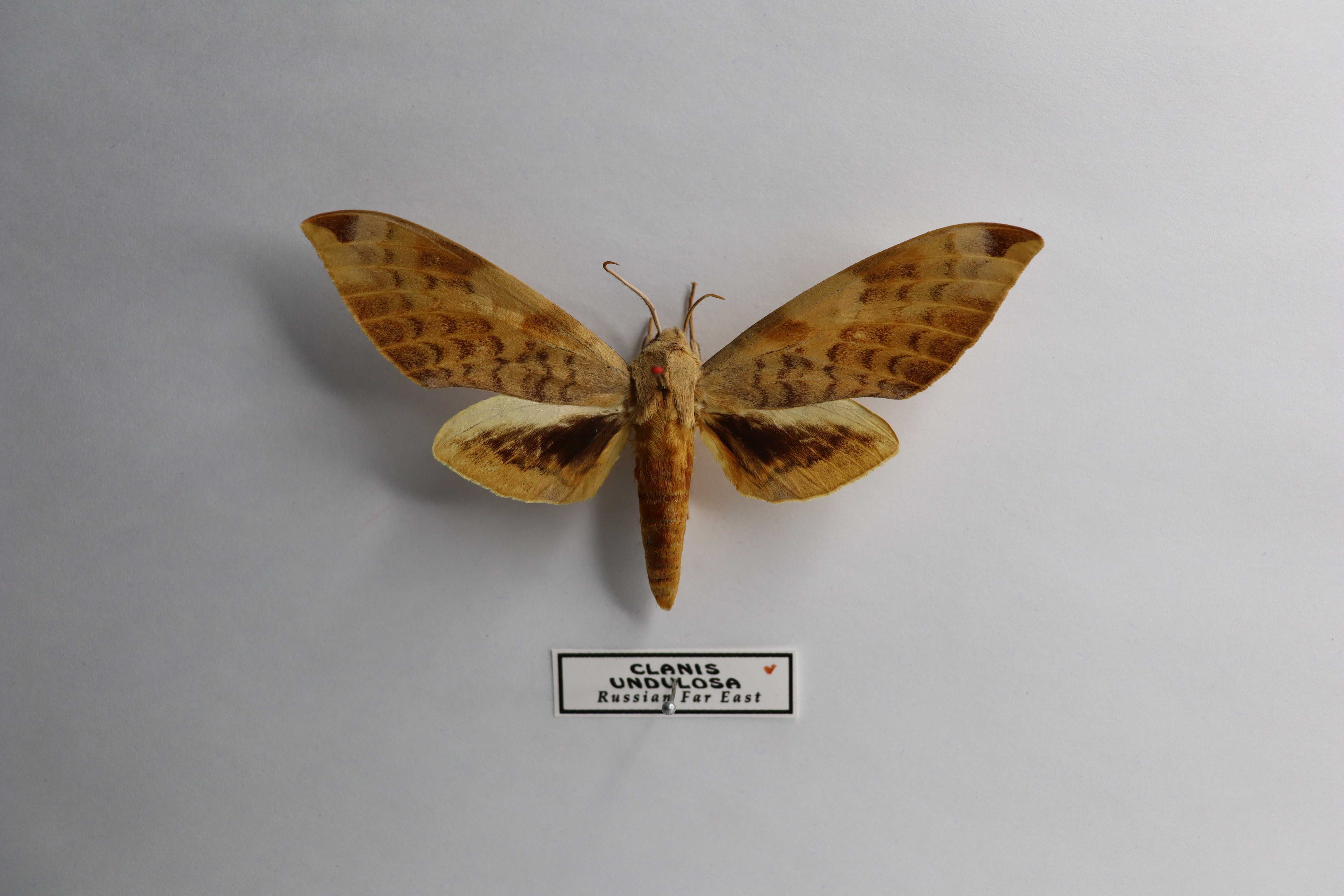 Clanis undulosa