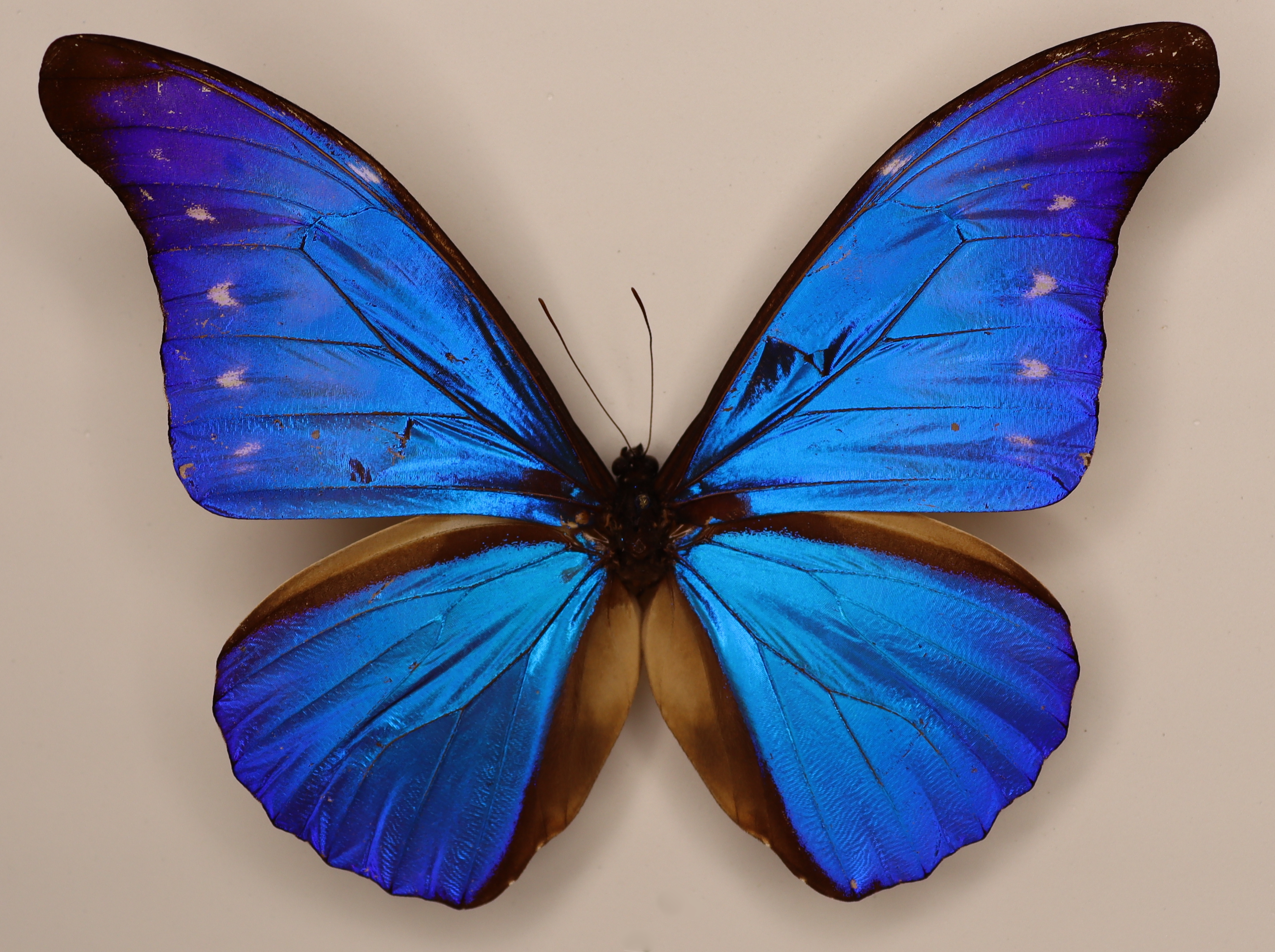 Morpho Rhetenor Brasilia
