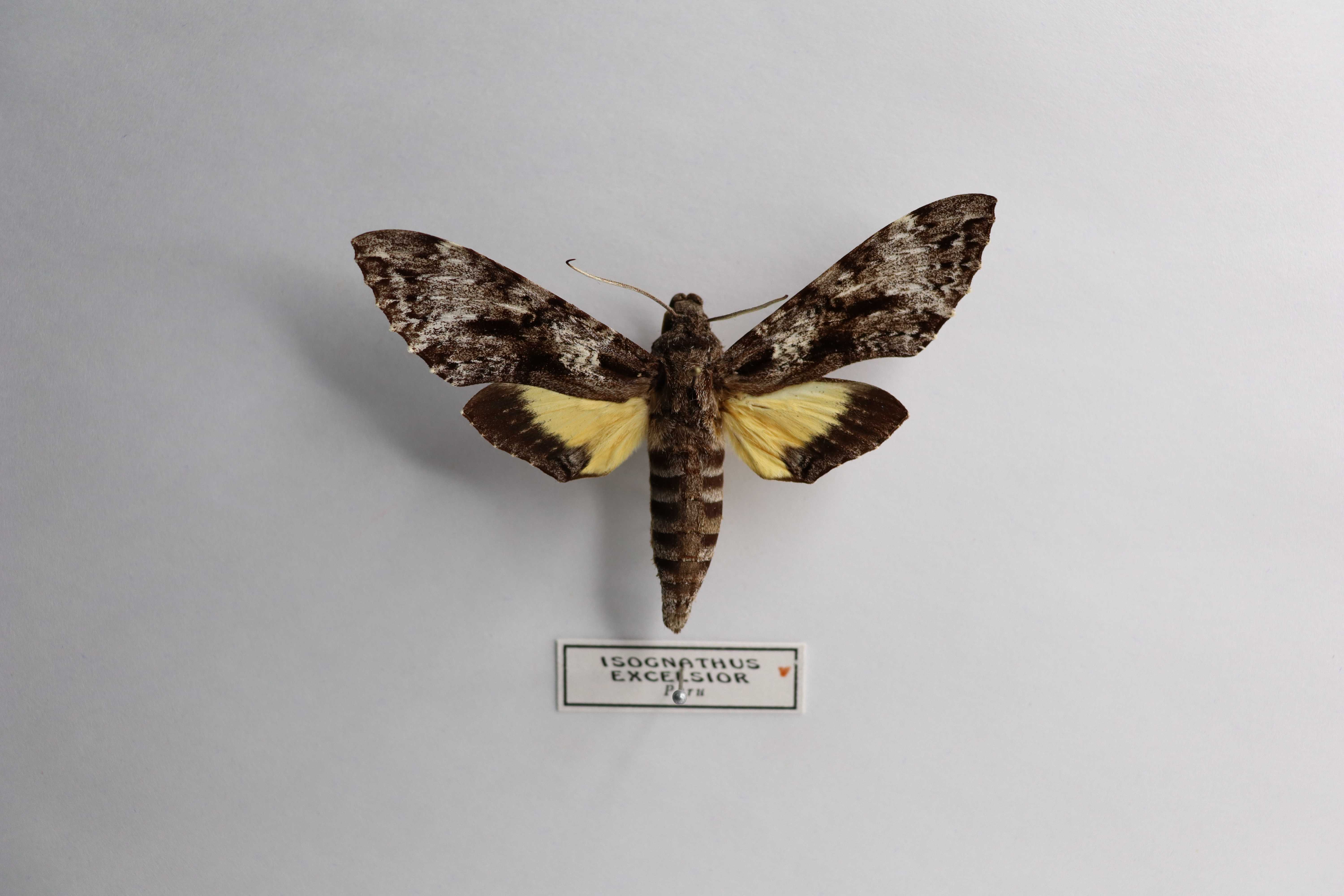Isognathus excelsior