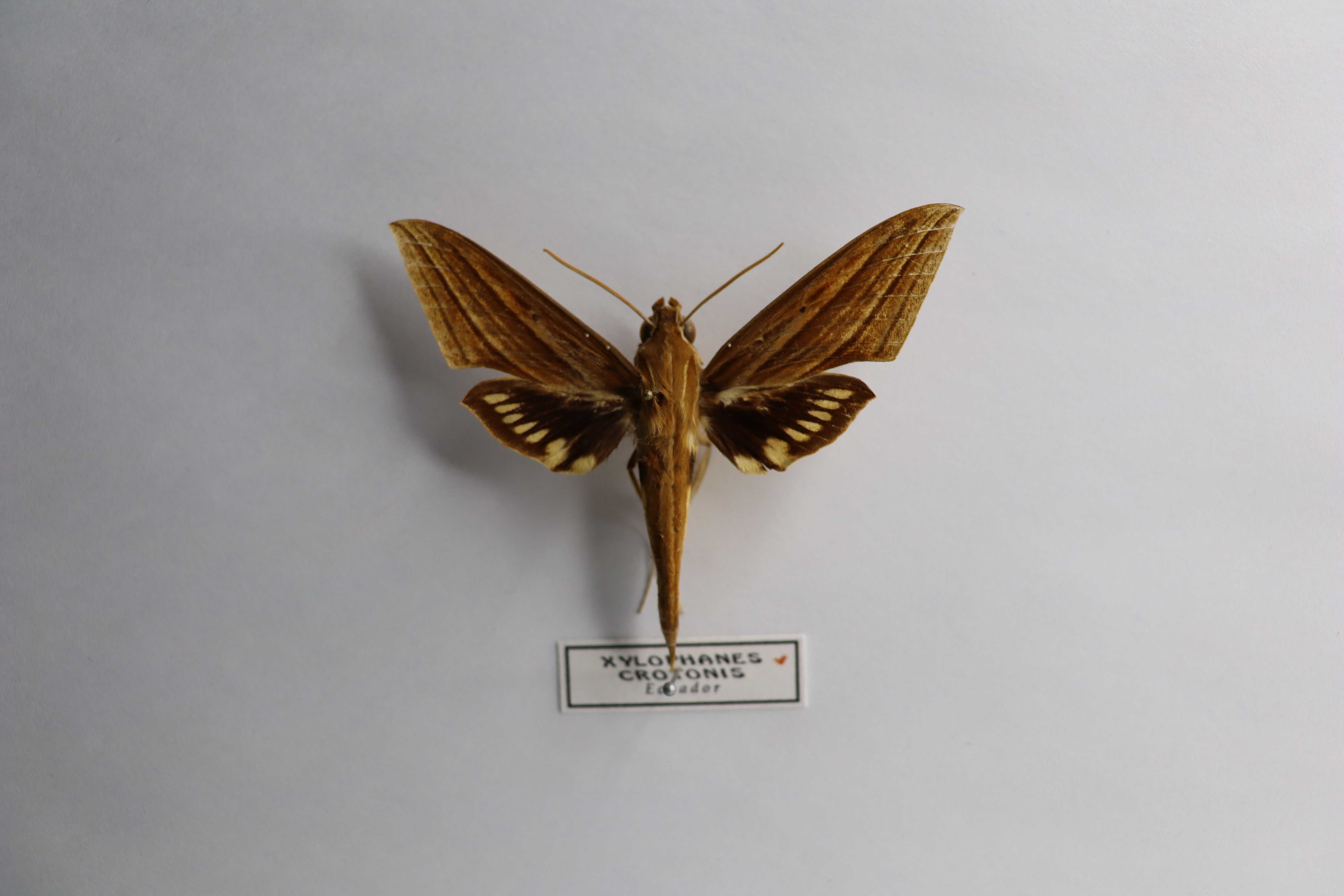 Xylophanes crotonis