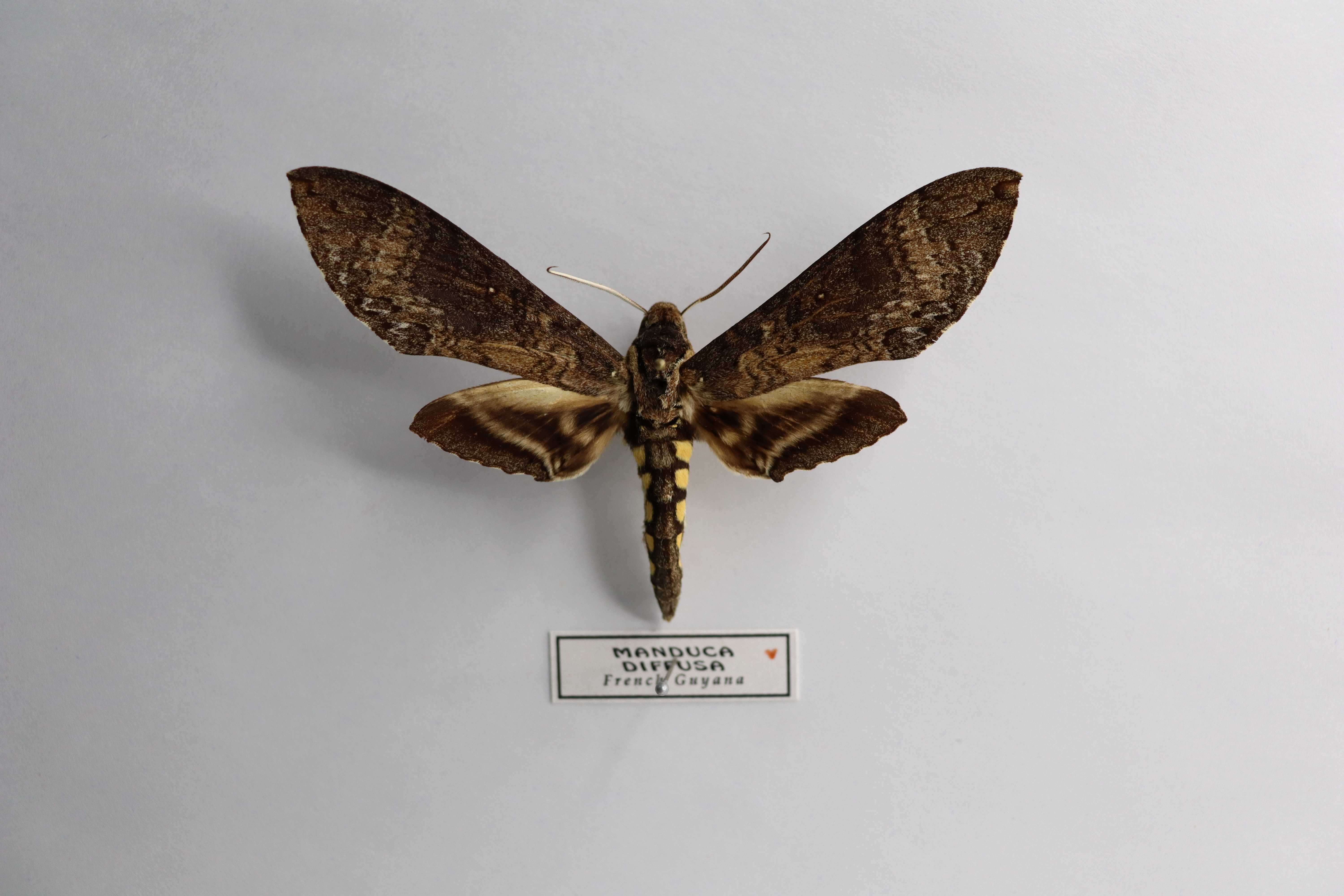 Manduca diffusa